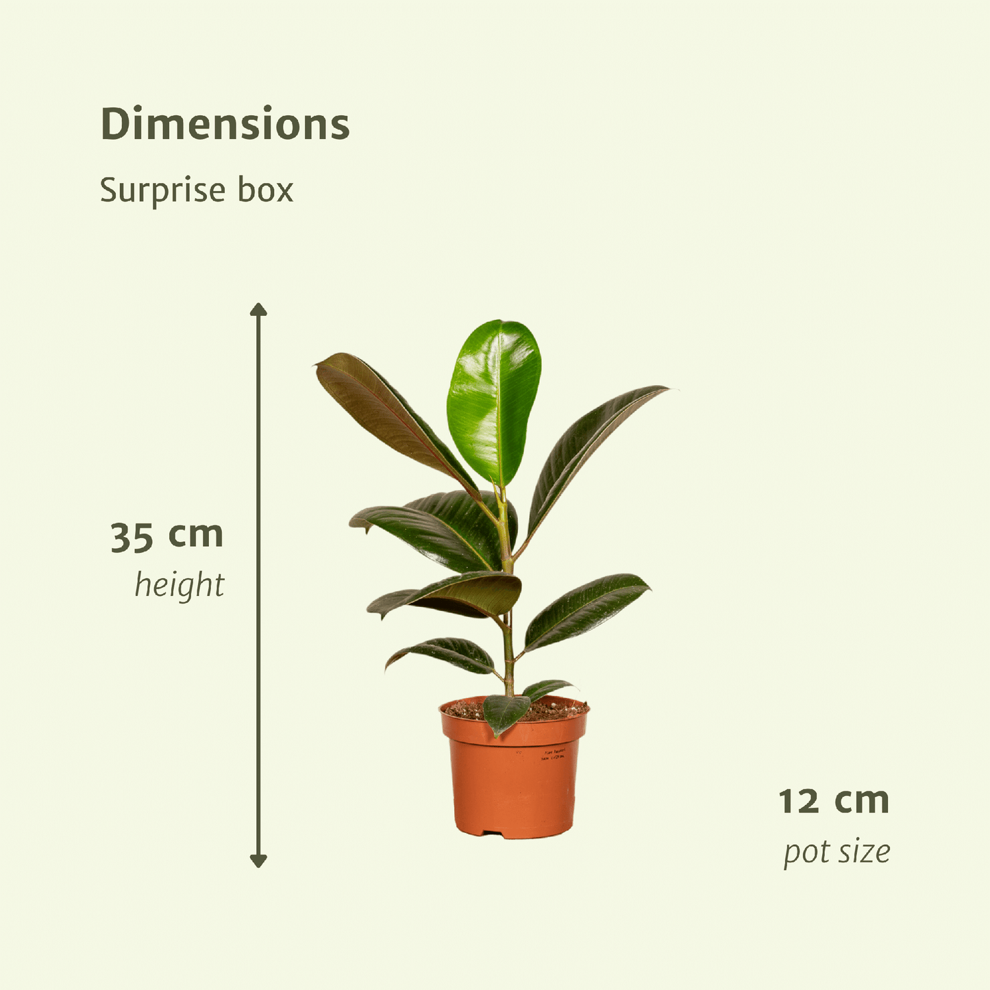 Surprise box - Ø12cm - ↕25cm - x6