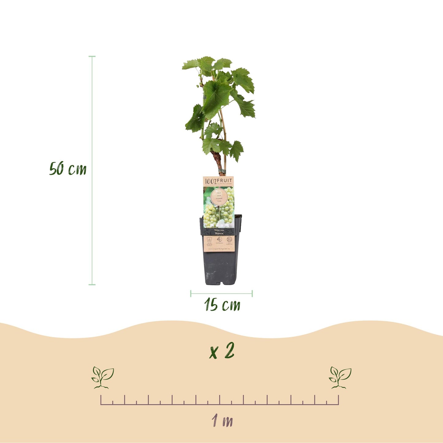 Green boutiQ - Fruit plant - White Grape - Vitis vinifera Bianca - 2 plants - Pot 15cm Height 50cm
