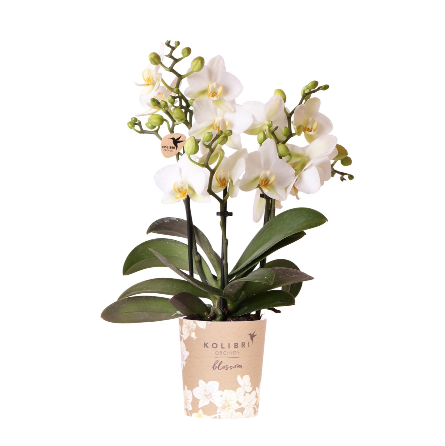 Kolibri Orchids | white phalaenopsis orchid, pot size Ø9cm | Lausanne | flowering houseplant - fresh from the grower