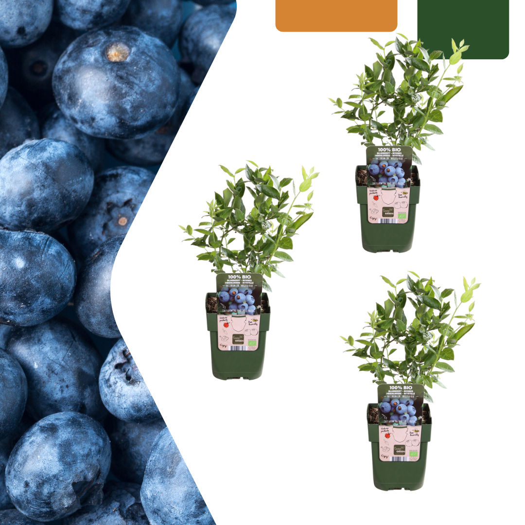 3 x Blueberry plants BIO - Ø 13 cm - ↨ 20 cm