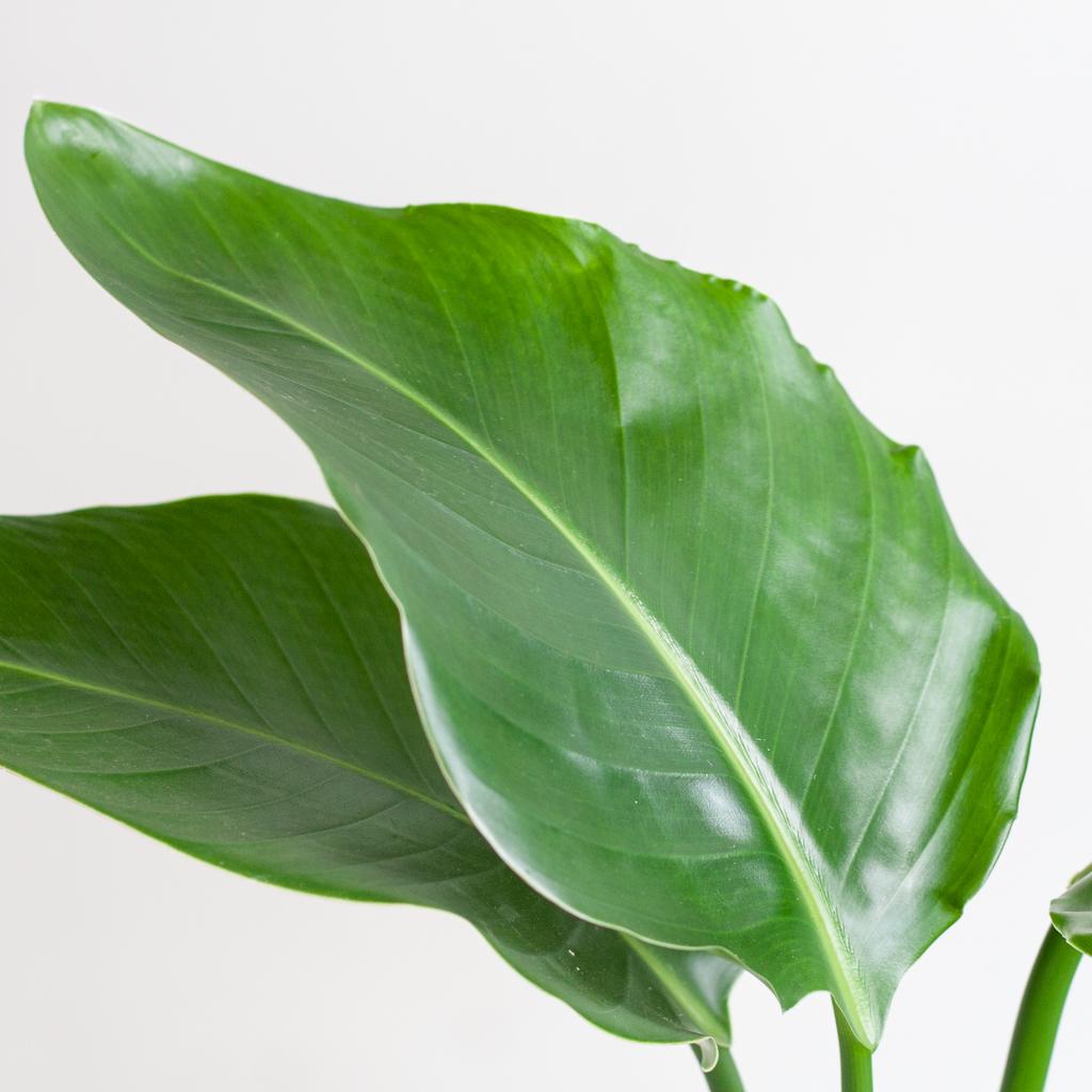 Strelitzia Nicolai with Viber pot grey - 80cm - Ø21