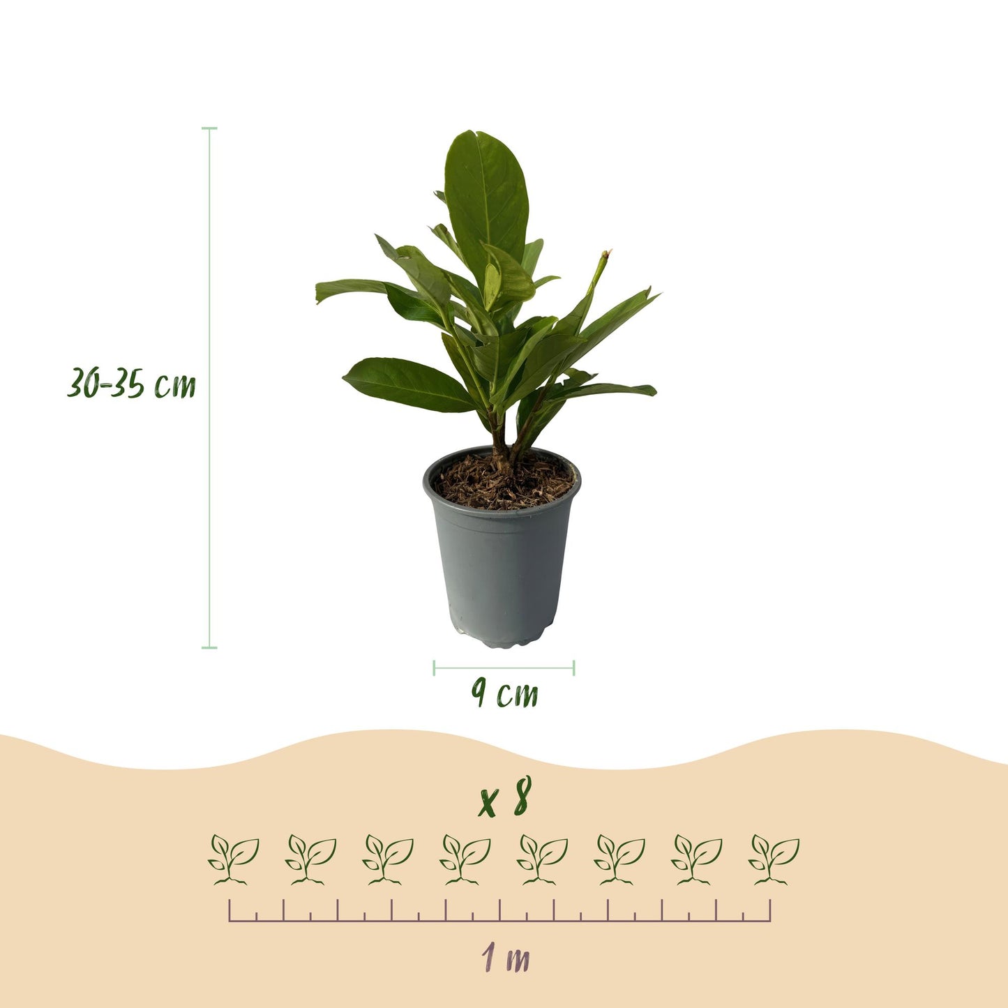 Green boutiQ - Hedge plants - Prunus laurocerasus Rotundifolia - leaf green - 8 plants - 1 linear meter - evergreen - pot 9cm height 30-35cm