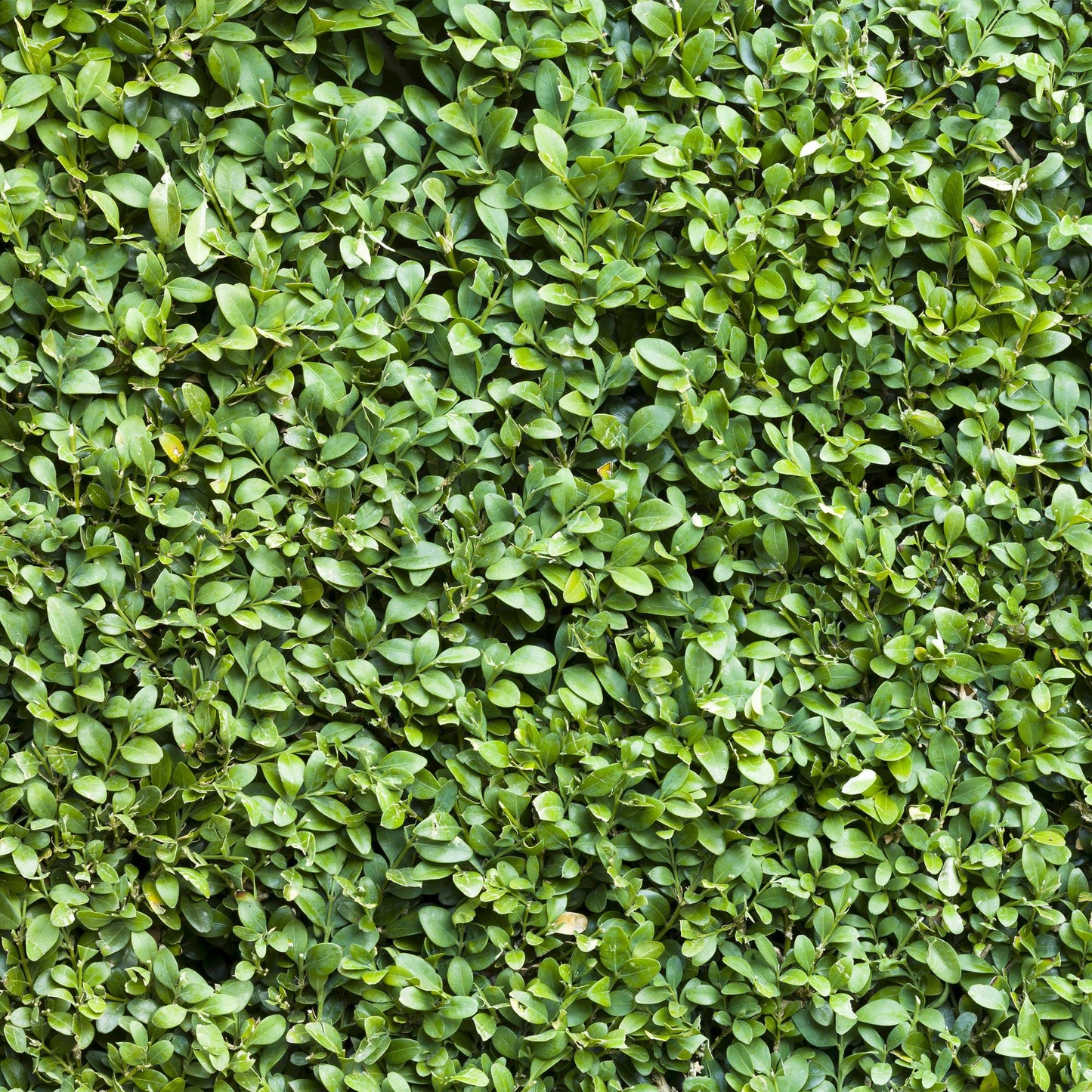 Green boutiQ - Hedge plants - Buxus sempervirens - green leaf - 8 plants - 1 linear meter - evergreen - pot 9cm height 20-25cm