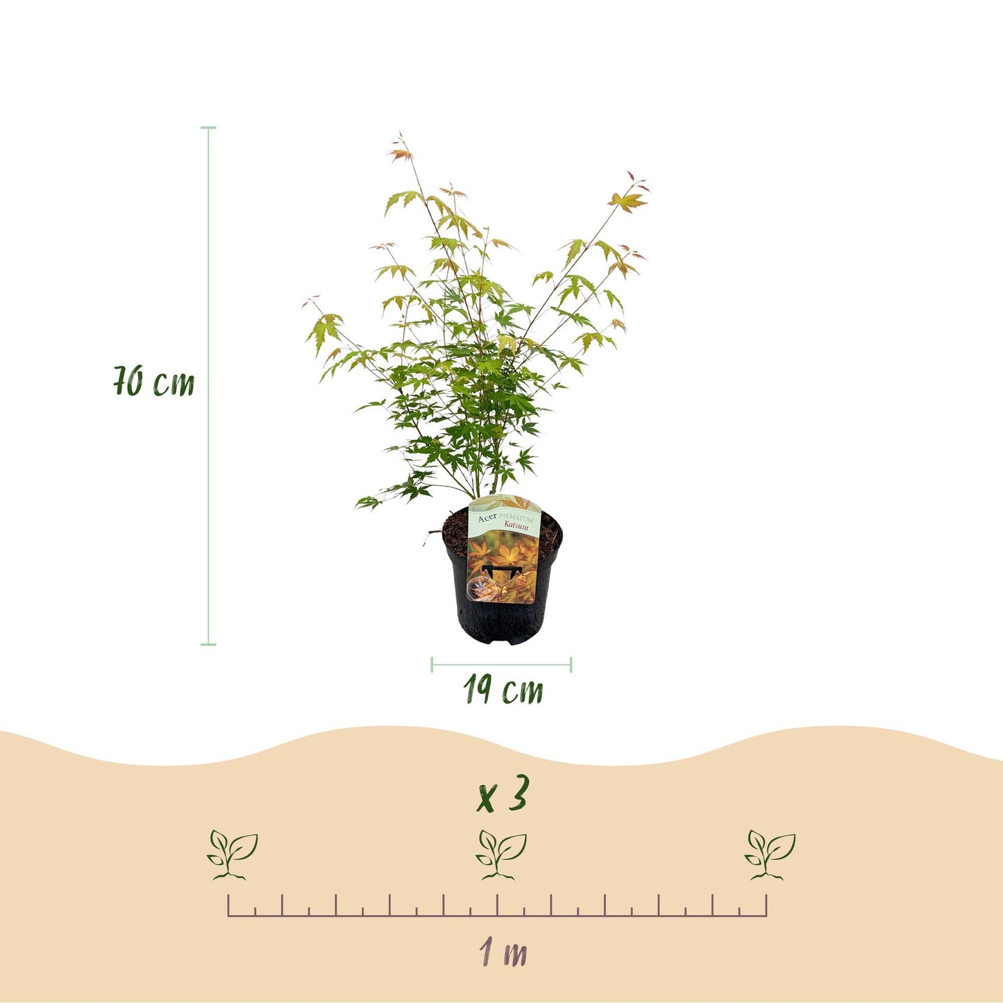 Green boutiQ - Terrace plant - Japanese Maple - Acer palmatum Katsura - Orange - 1 Plant - Deciduous - Pot 19cm Height 70cm