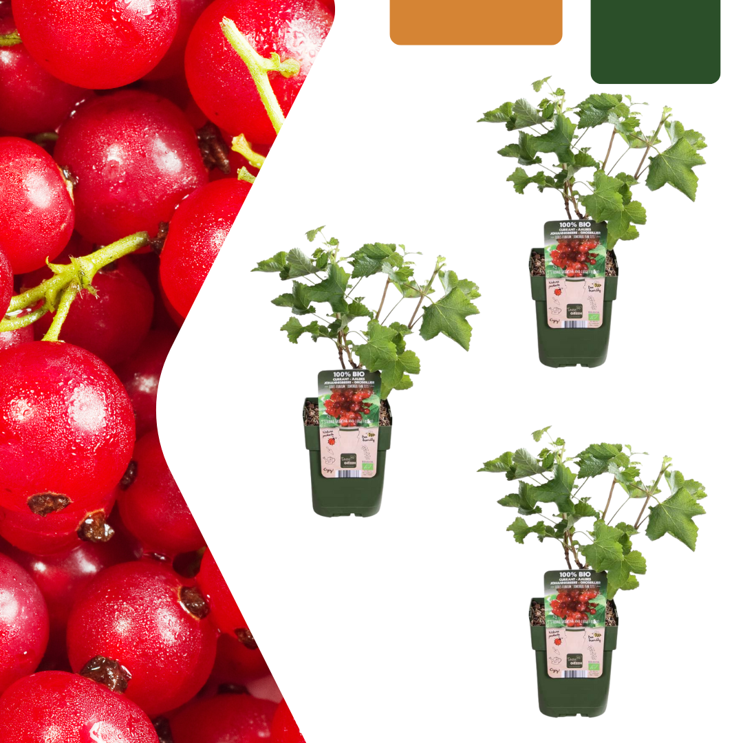 3 x Organic Gooseberry Plants - Ø 13 cm - ↨ 20 cm