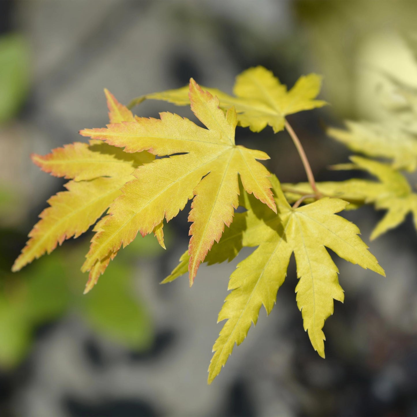 Green boutiQ - Terrace plant - Japanese Maple - Acer palmatum Orange Dream - Orange - 1 Plant - Deciduous - Pot 19cm Height 70cm
