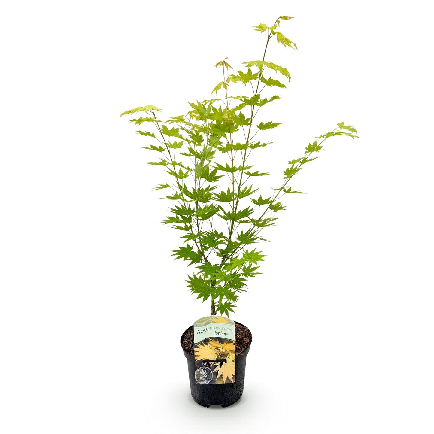 Green boutiQ - Terrace plant - Japanese Maple - Acer palmatum Jordan - Yellow - 1 Plant - Deciduous - Pot 19cm Height 70cm