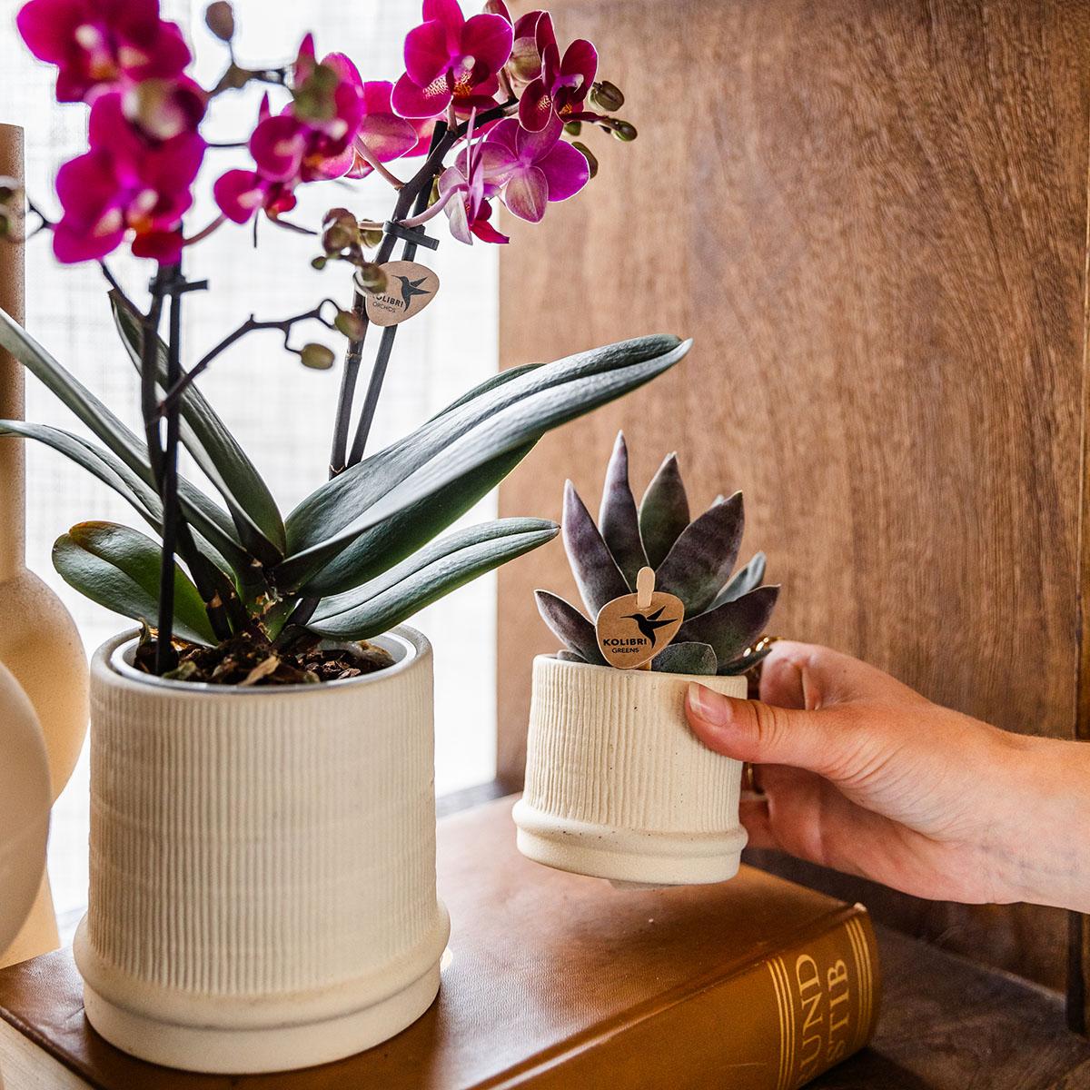 Hummingbird Home | Bali decorative pot - Off White - Ø9cm