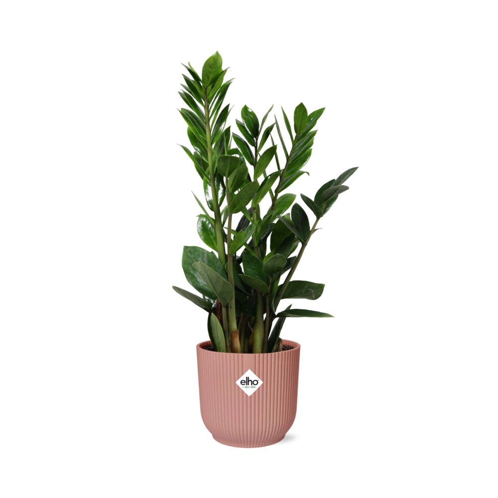 Zamioculcas – Height 45-50 in ELHO Vibes Fold 14cm pink