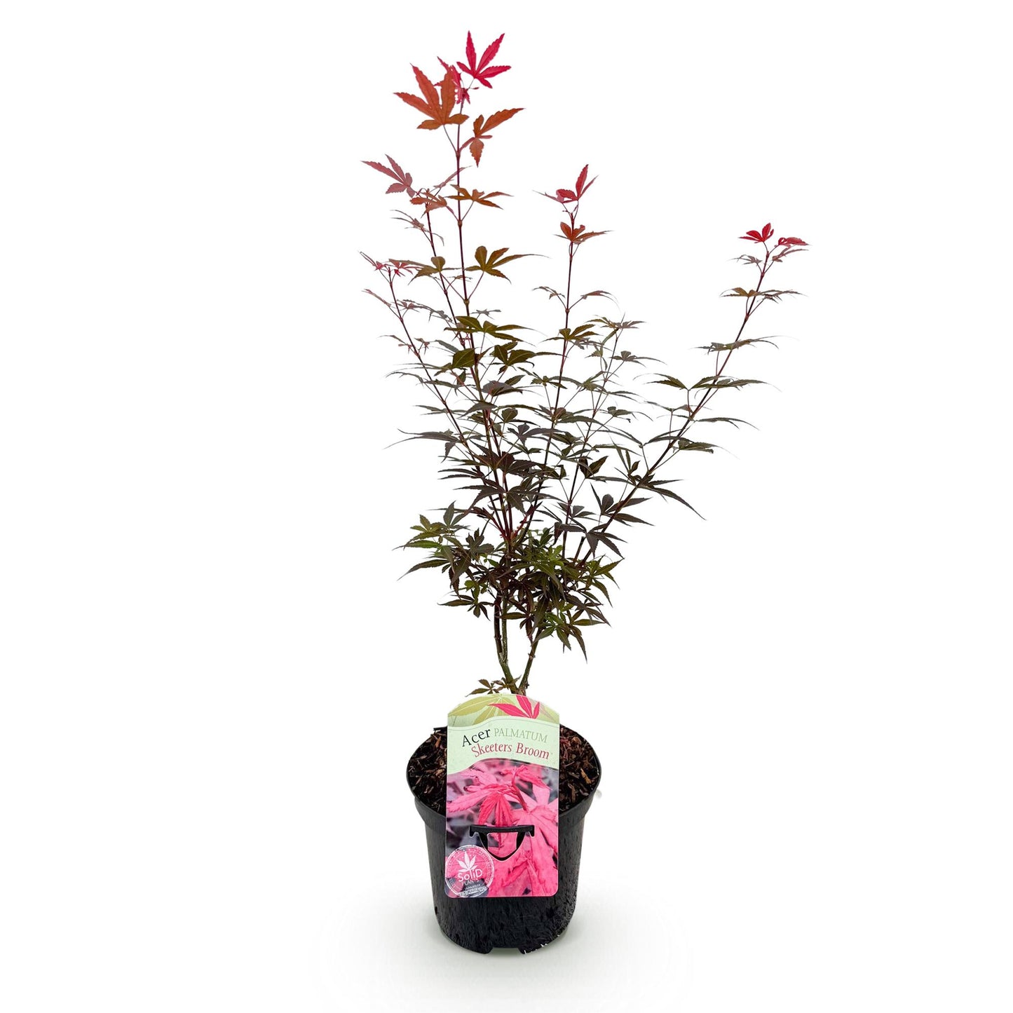 Green boutiQ - Patio plant - Japanese Maple - Acer palmatum Skeetsers Broom - Purple - 1 Plant - Deciduous - Pot 19cm Height 70cm