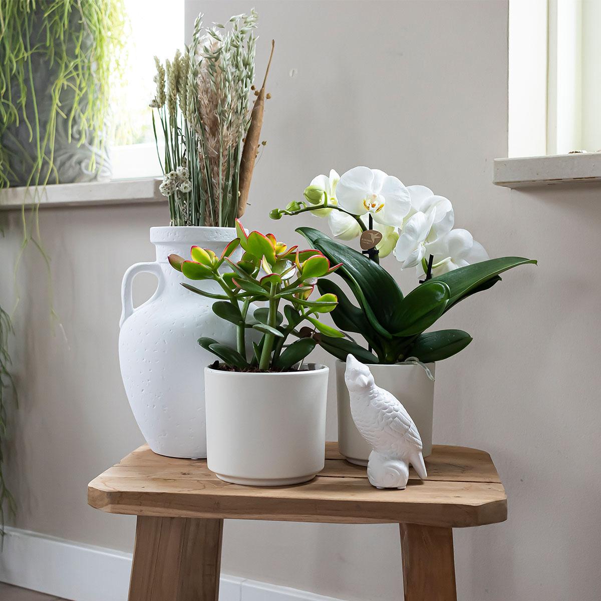 Kolibri Home | Simplicity flowerpot - Ceramic decorative pot - White - 9cm