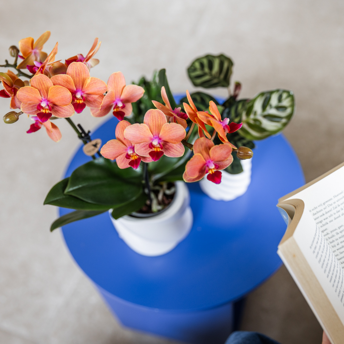 Kolibri Orchids | COMBI DEAL of 4 orange Phalaenopsis orchids - Bolzano - pot size Ø9cm | flowering houseplant - fresh from the grower