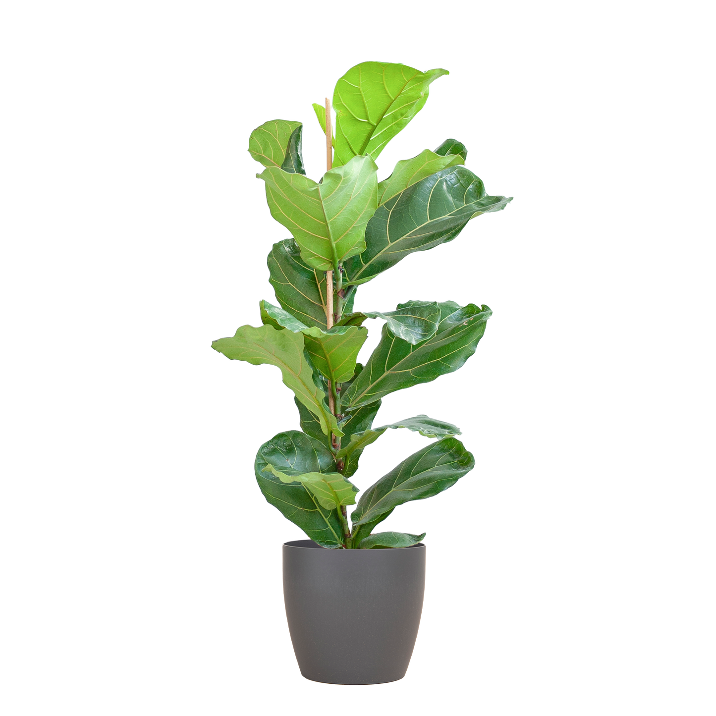 Ficus Lyrata with Viber pot gray - 80cm - Ø21
