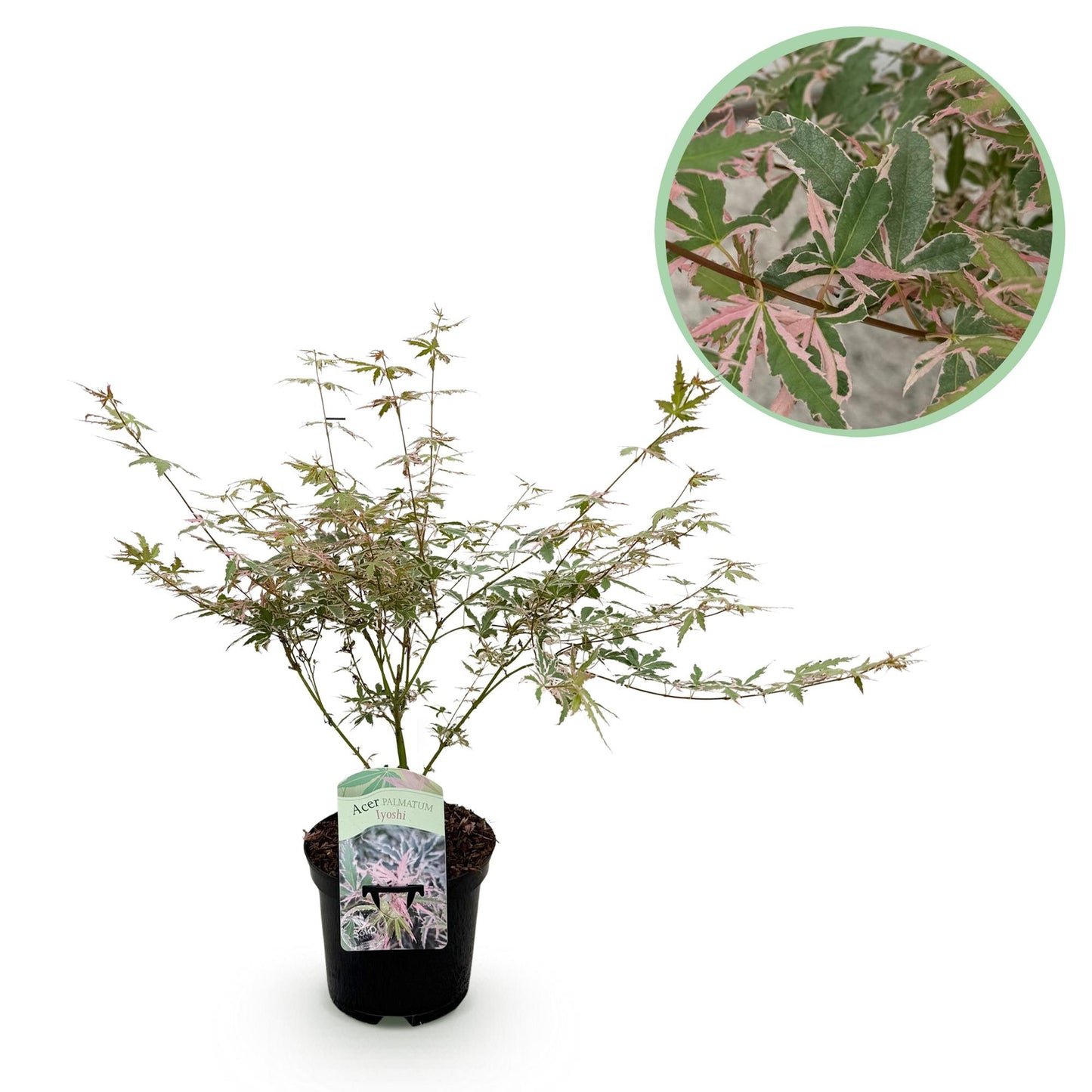 Green boutiQ - Terrace plant - Japanese Maple - Acer palmatum Iyoshi - Pink - 1 Plant - Deciduous - Pot 19cm Height 70cm
