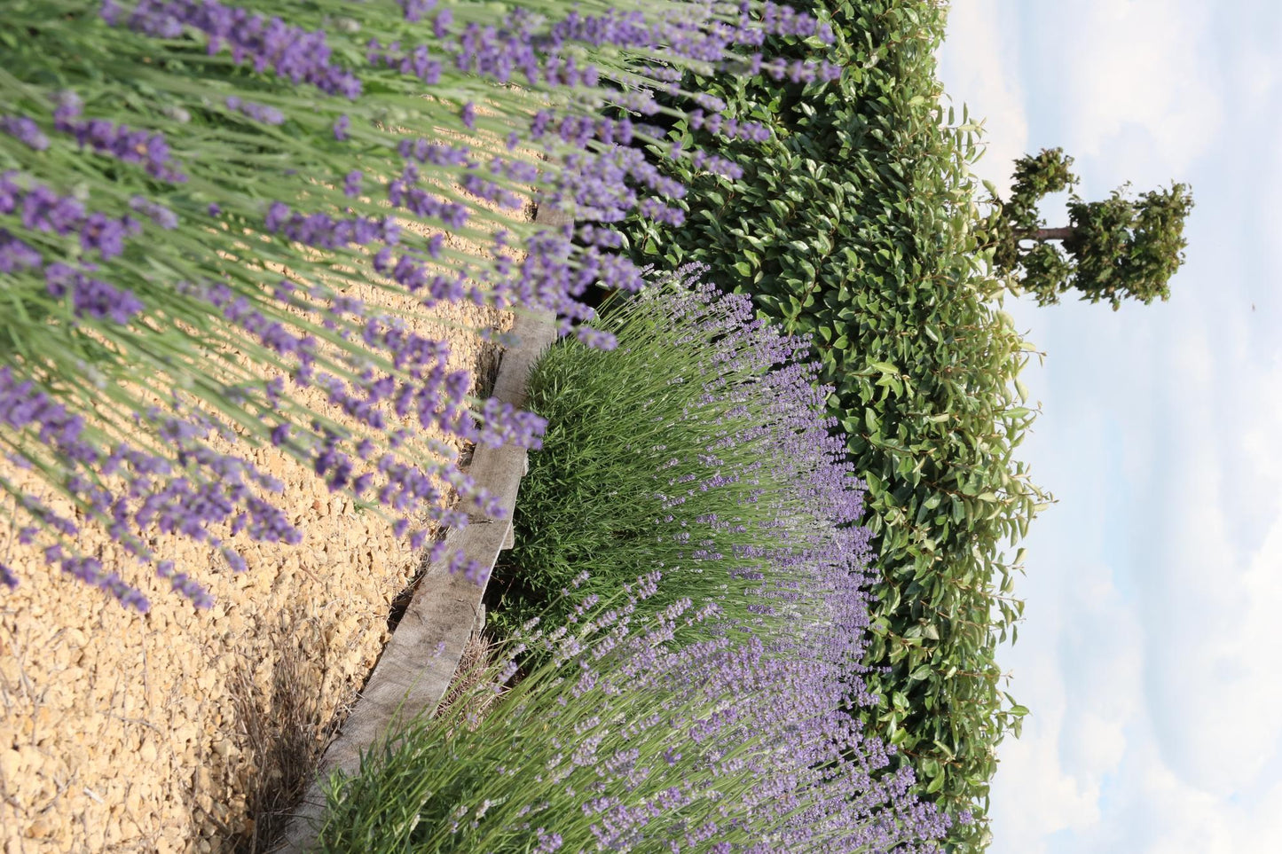 1x 6 pack Lavender angustifolia - 6 x Ø7 cm - ↕15 cm