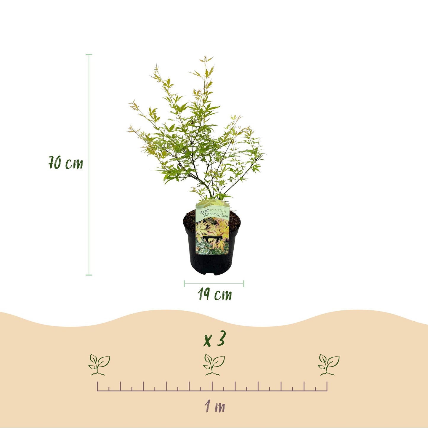 Green boutiQ - Terrace plant - Japanese Maple - Acer palmatum Methamorphosa - Green - 1 Plant - Deciduous - Pot 19cm Height 70cm