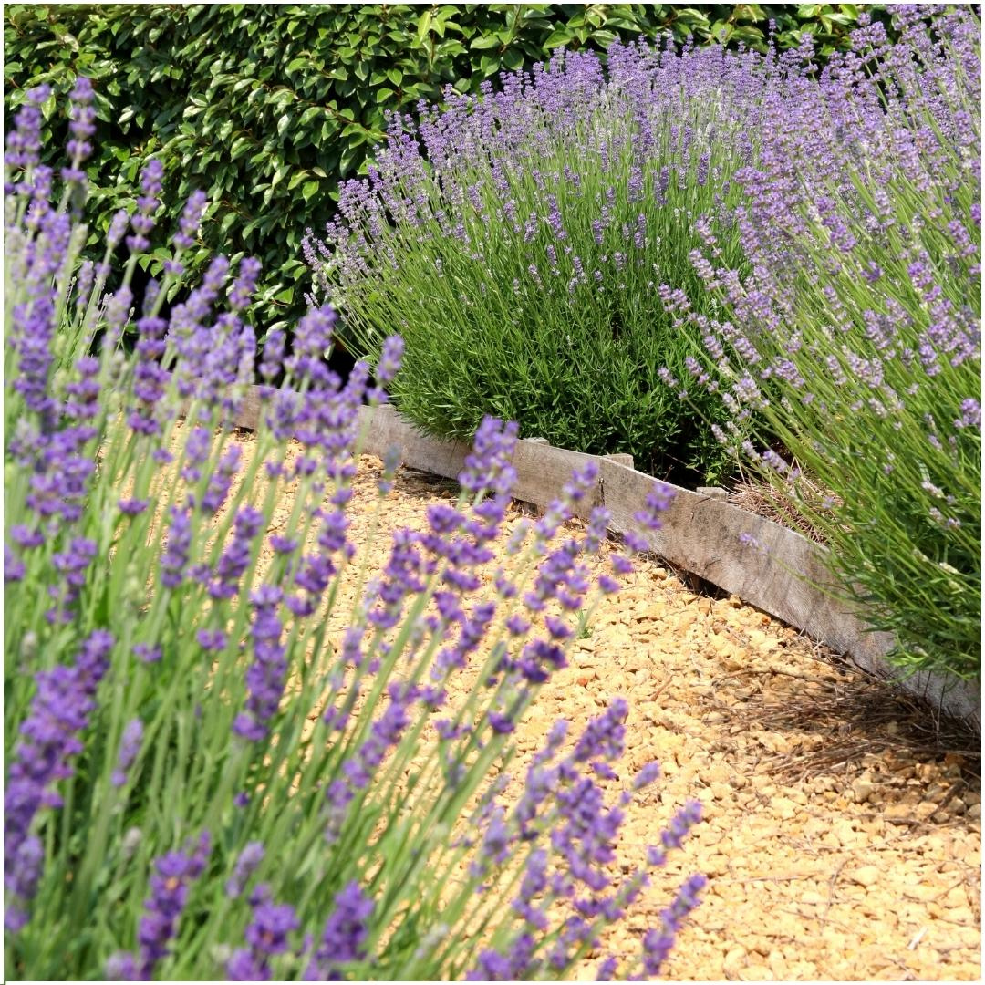 6x Lavandula angustifolia Felice® - 12 cm pot - Set of 6 Lavender plants