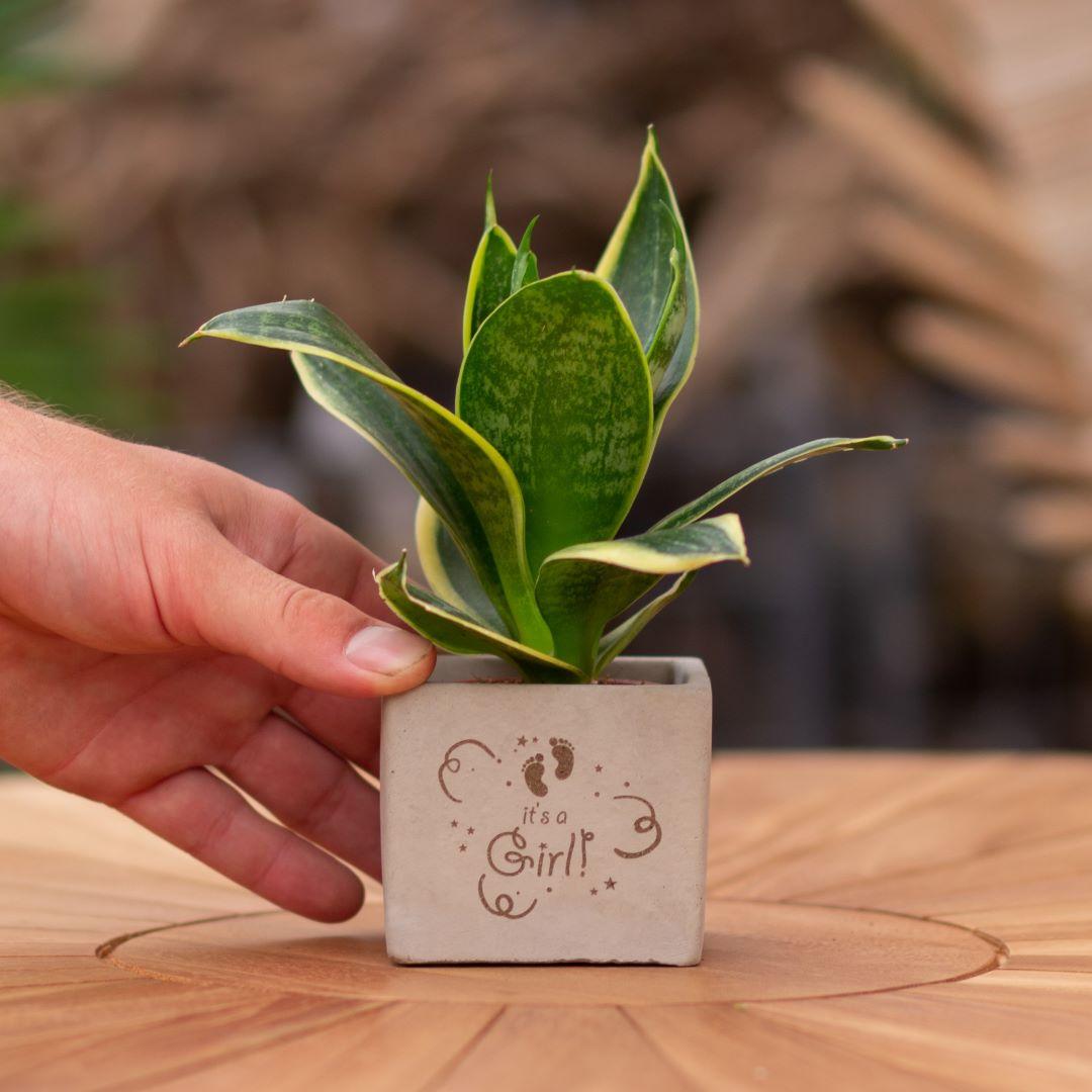Congreet plant pots + Sansevieria | It's a girl