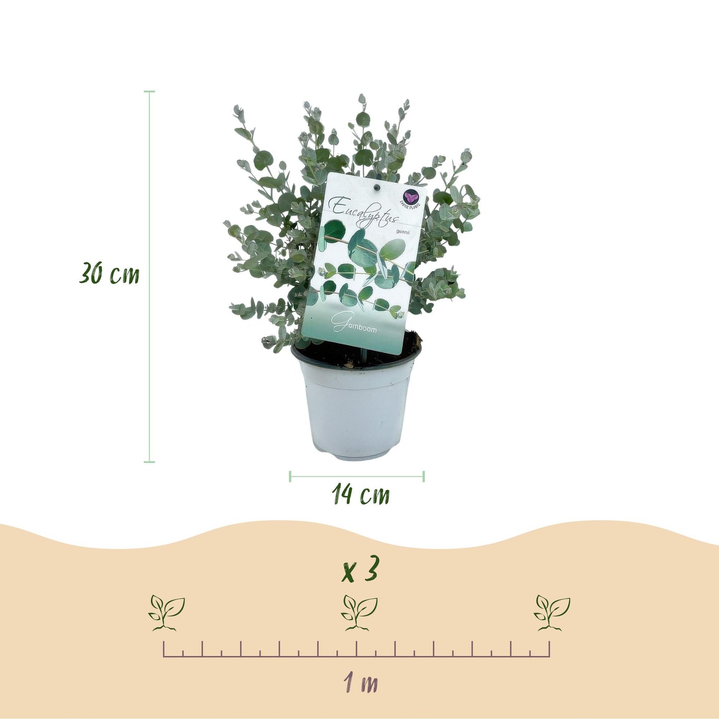 Green boutiQ - Terrasplant - Eucalyptus boom - Eucalyptus gunni - Grijs - 6 Planten - Winterhard - Pot 14cm Hoogte 30cm