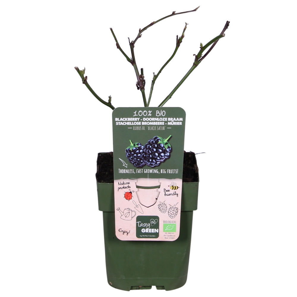 Rubus fruticosus 'Black Satin' - Thornless Blackberry - Ø13cm - ↕45cm