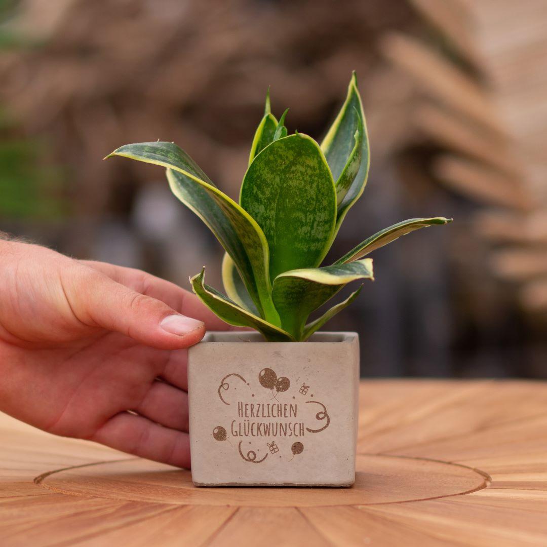 Congreet Blumentöpfe + Sansevieria | Herzliche Glückwünsche