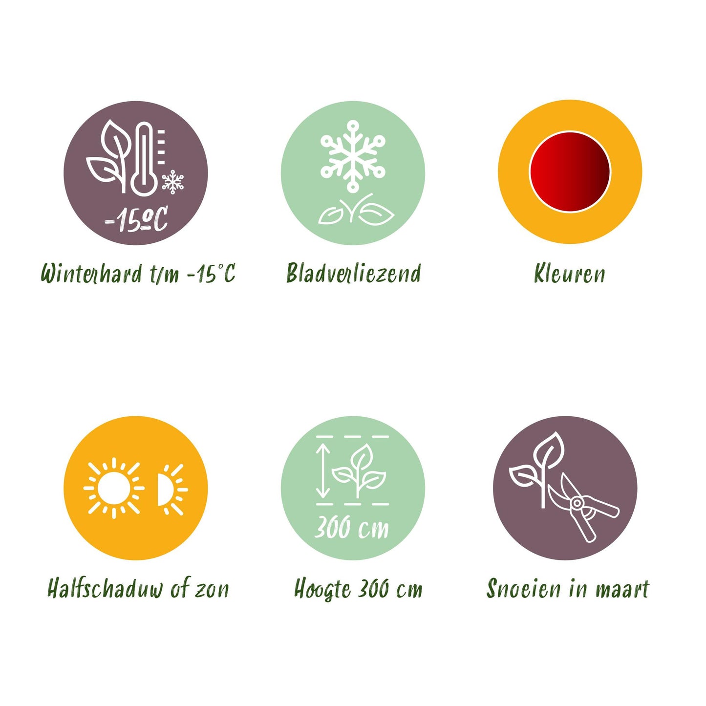 Green boutiQ - Terrace plant - Japanese Maple - Acer palmatum Sumi-nagashi - Red - 2 Plants - Deciduous - Pot 19cm Height 70cm
