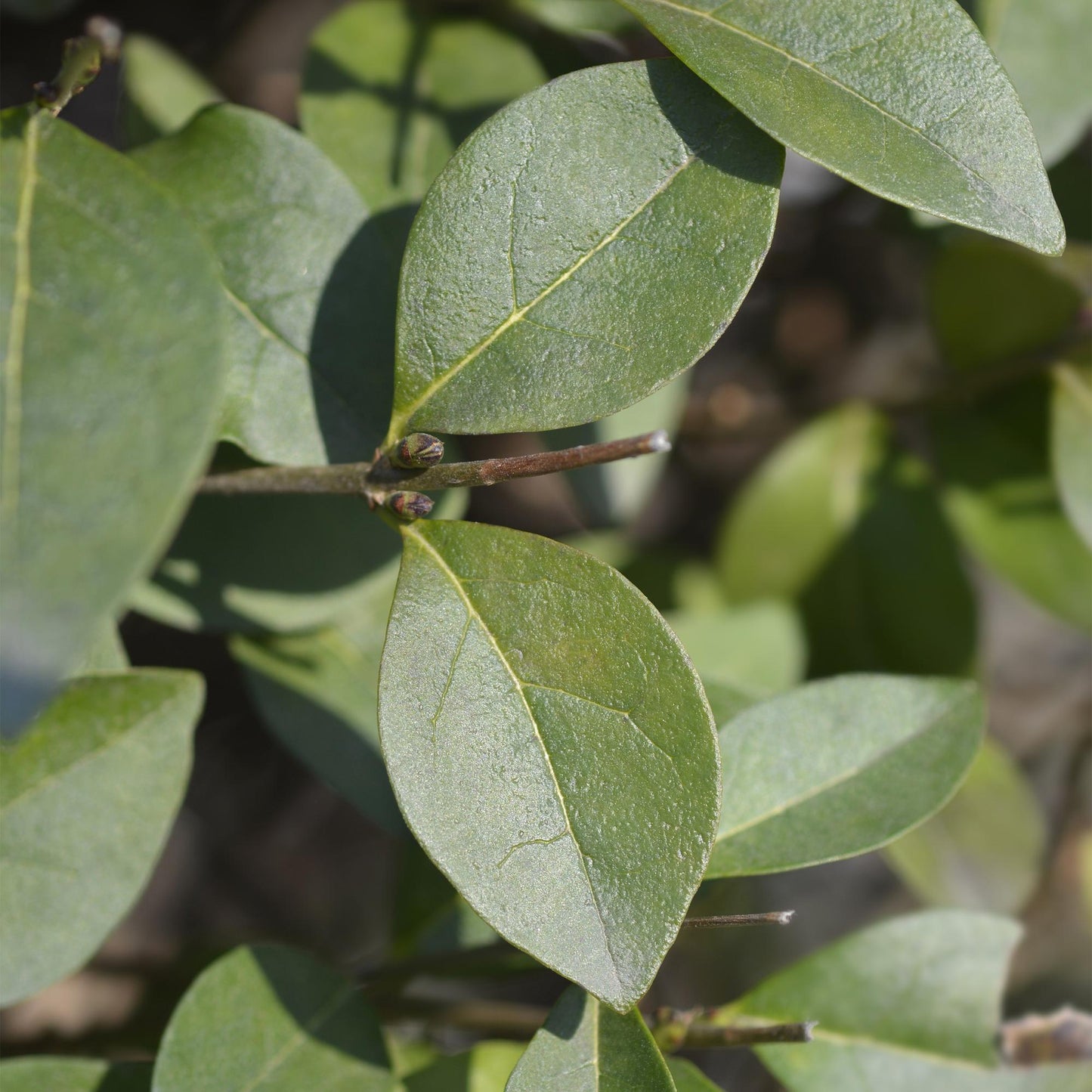 Green boutiQ - Hedge plants - Ligustrum ovalifolium - green leaf - 8 plants - 1 linear meter - evergreen - pot 9cm height 35-40cm