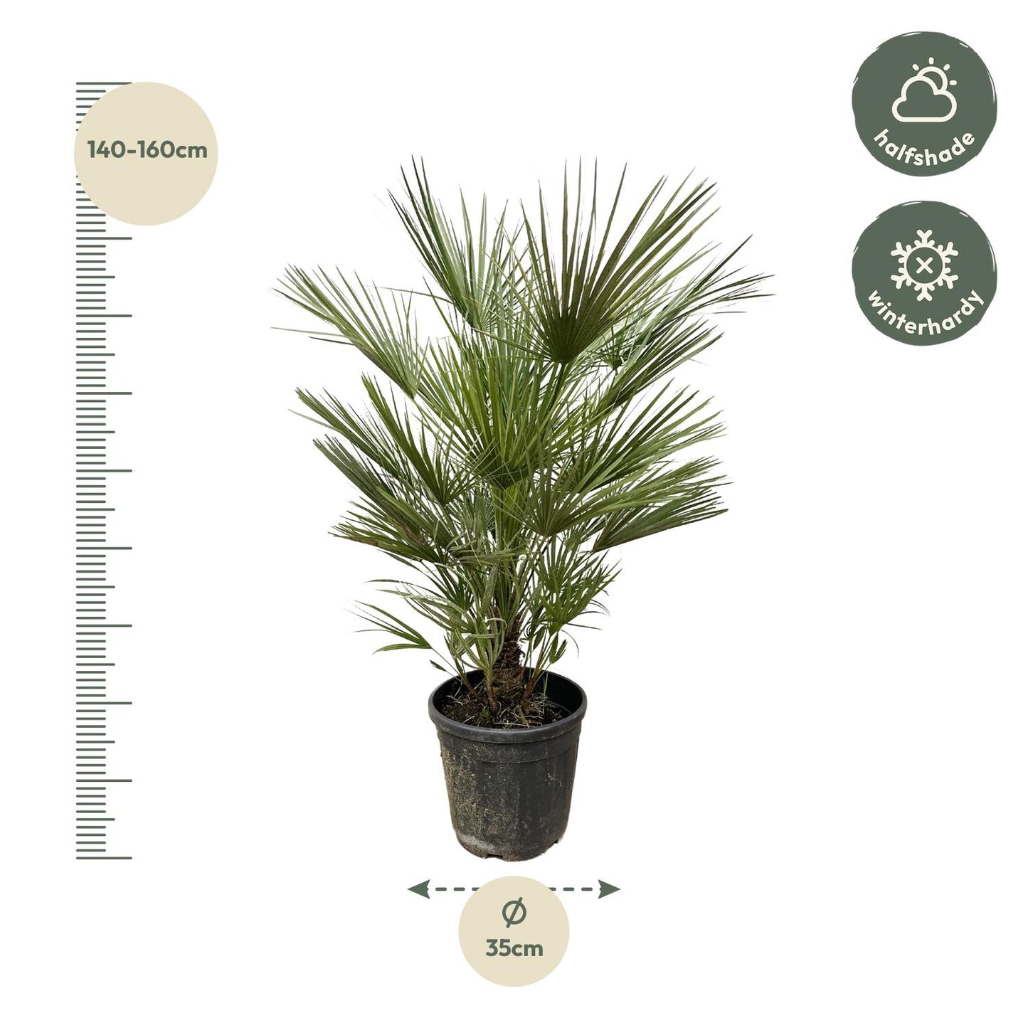 Chamaerops Humilis - 150cm - ø30