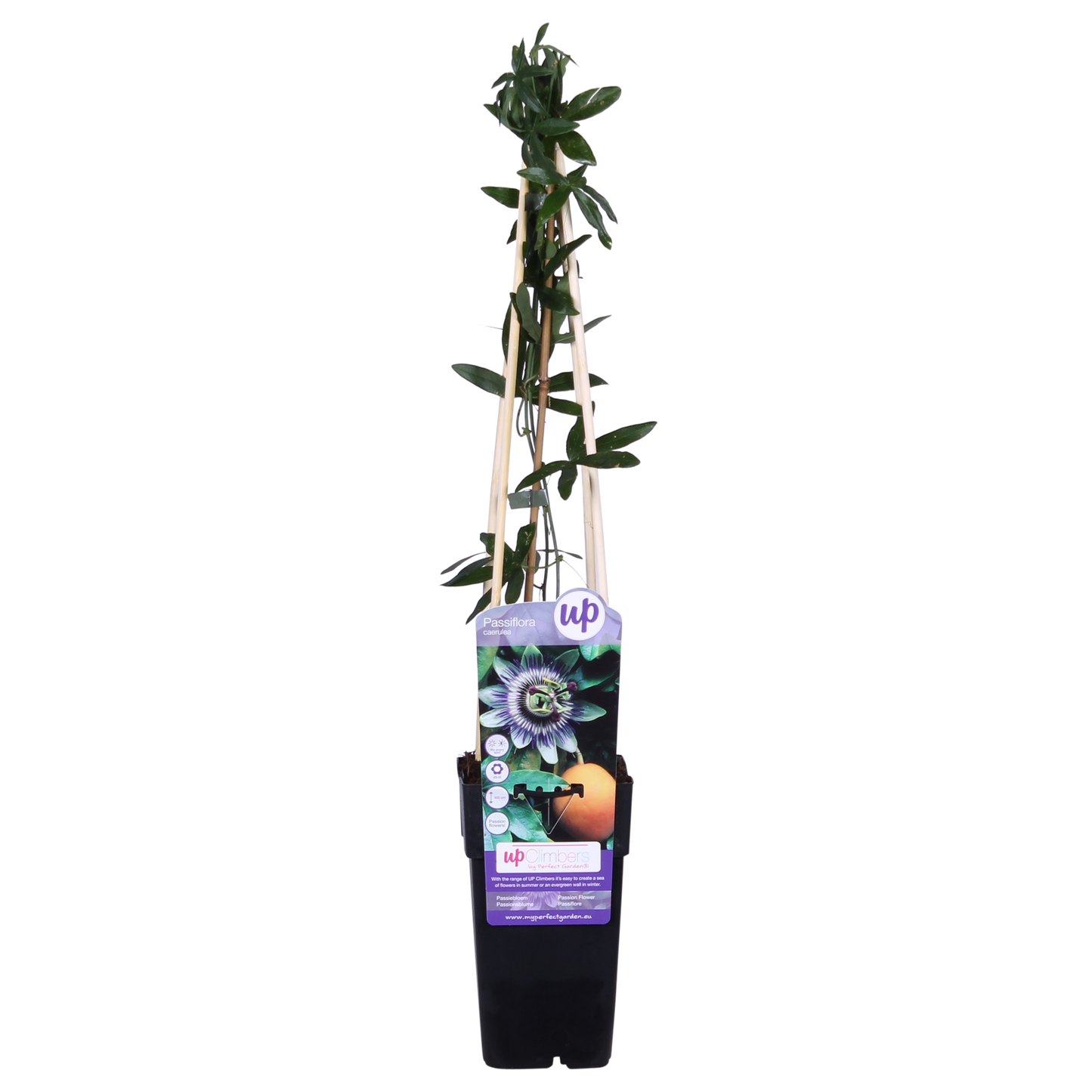 Passiflora Blue caerulea - Ø15cm - ↕65cm