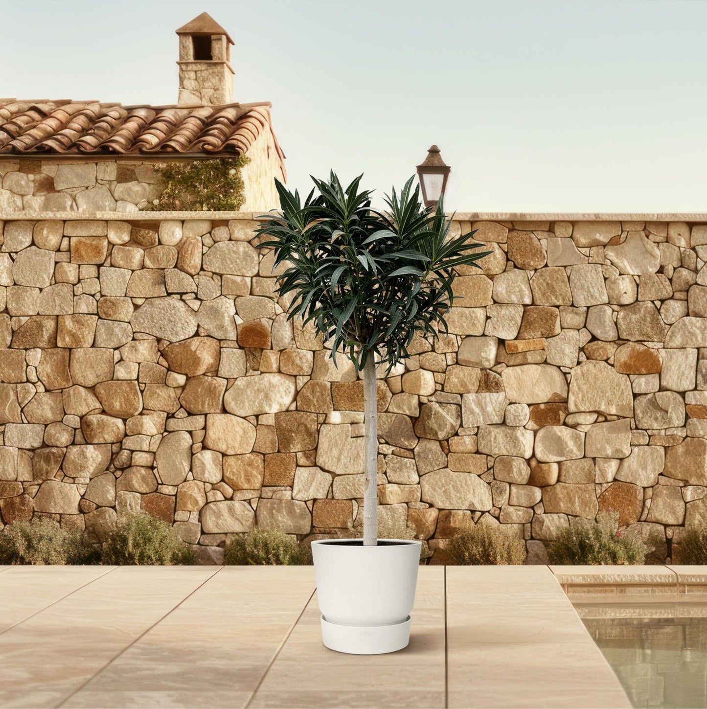 Nerium Oleander on trunk with pink flower - 200cm - Ø35