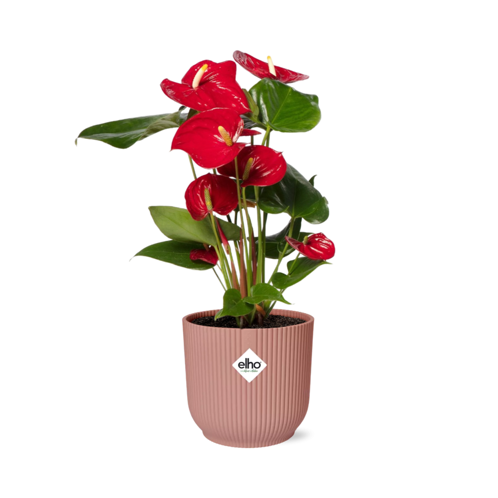 Anthurium Red 12cm in ELHO Vibes Fold 14cm pink