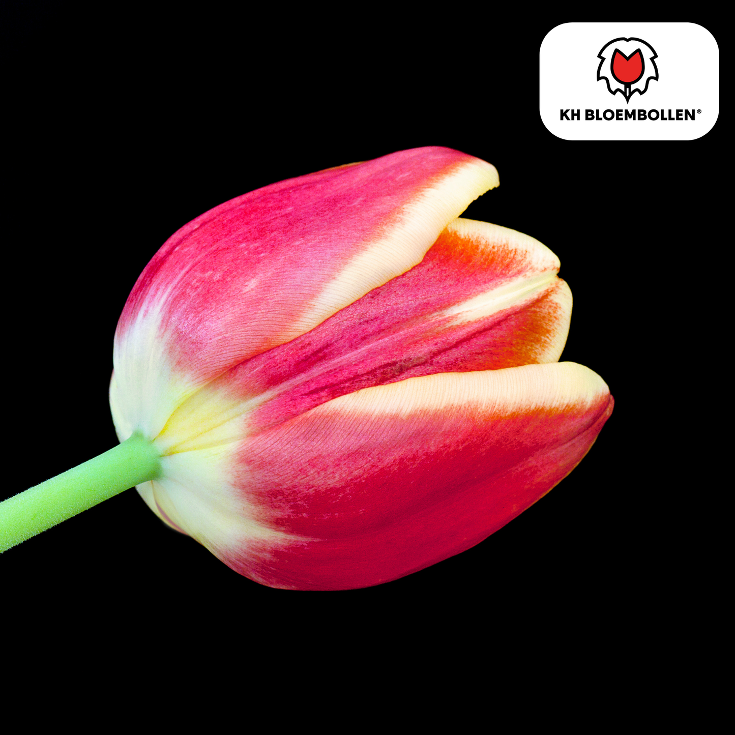 Tulpenbollen Dow Jones – 20 Stuks