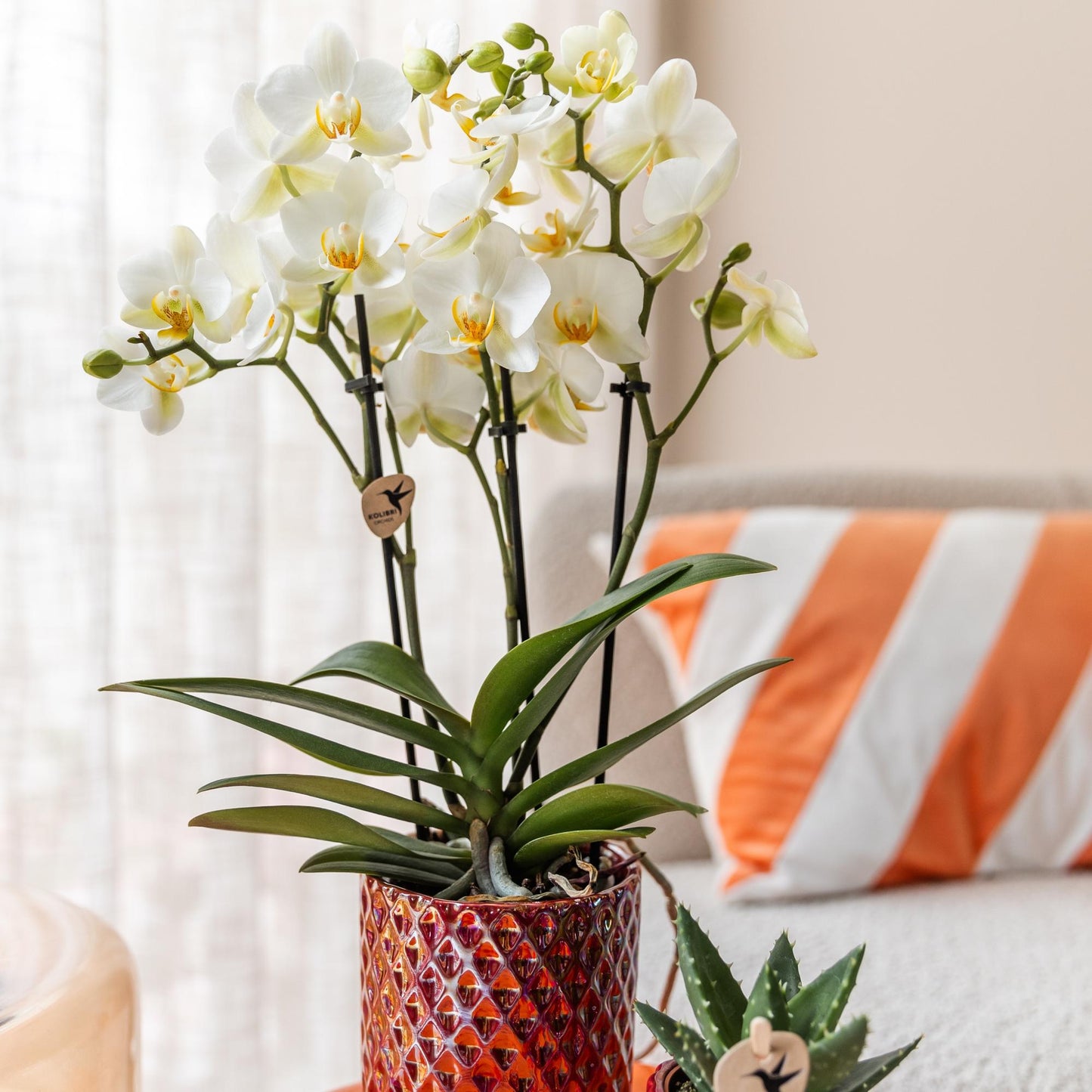 Kolibri Orchids | white phalaenopsis orchid, pot size Ø9cm | Lausanne | flowering houseplant - fresh from the grower