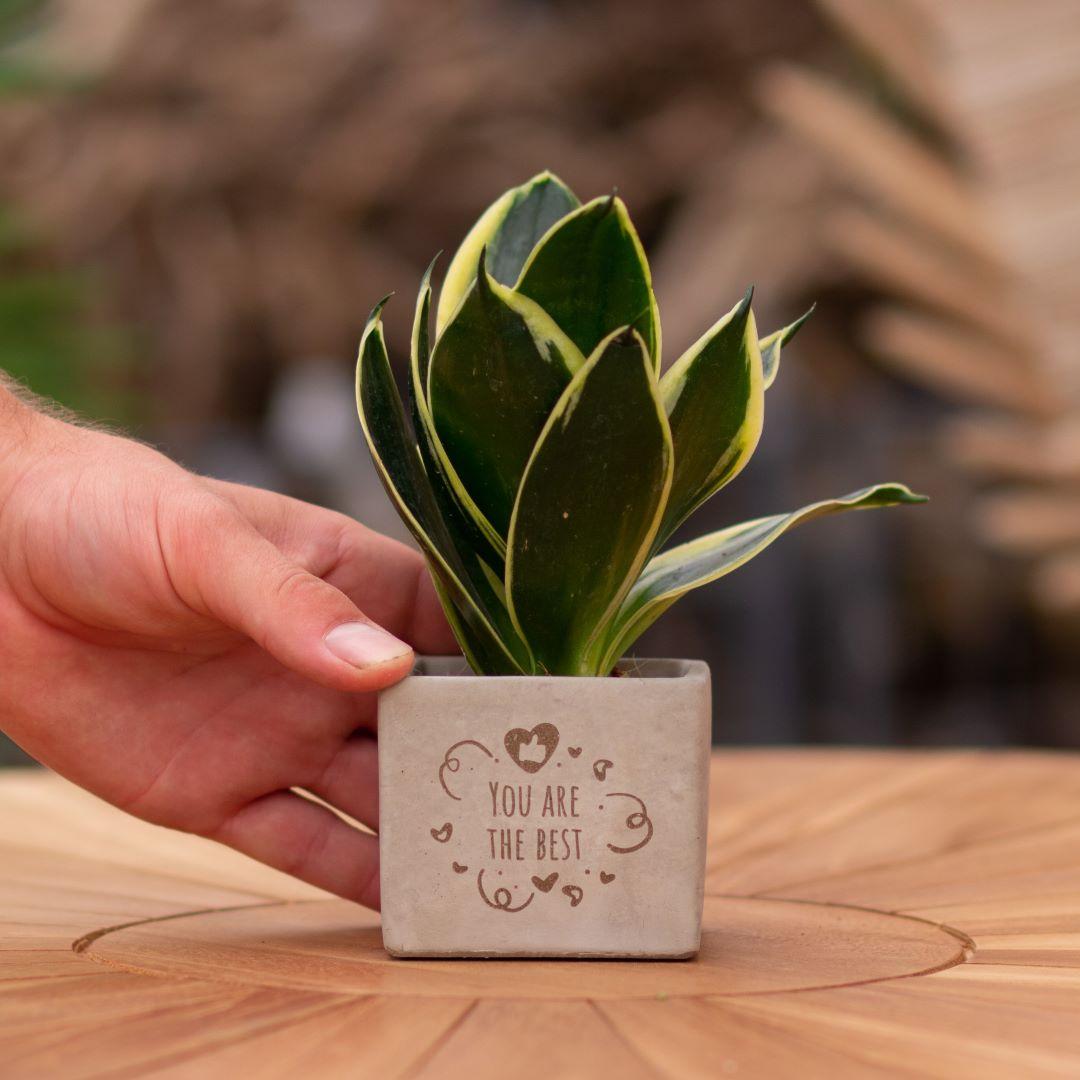 Congreet Blumentöpfe + Sansevieria | Du bist der beste