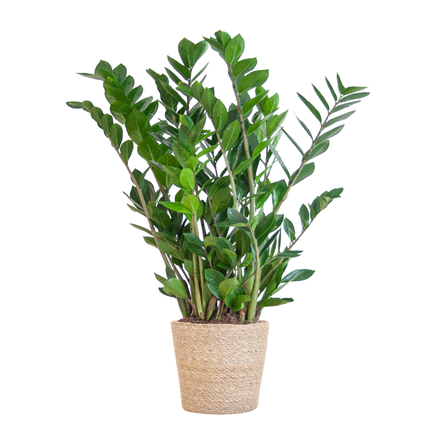 Zamioculcas Zamiifolia with Sofia basket natural - 80cm - Ø21