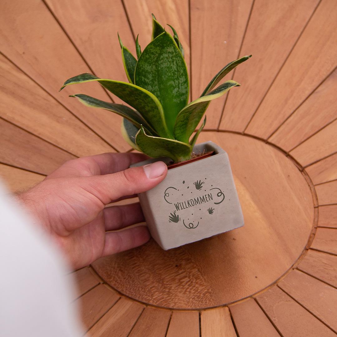 Congreet Blumentöpfe + Sansevieria | Willkommen