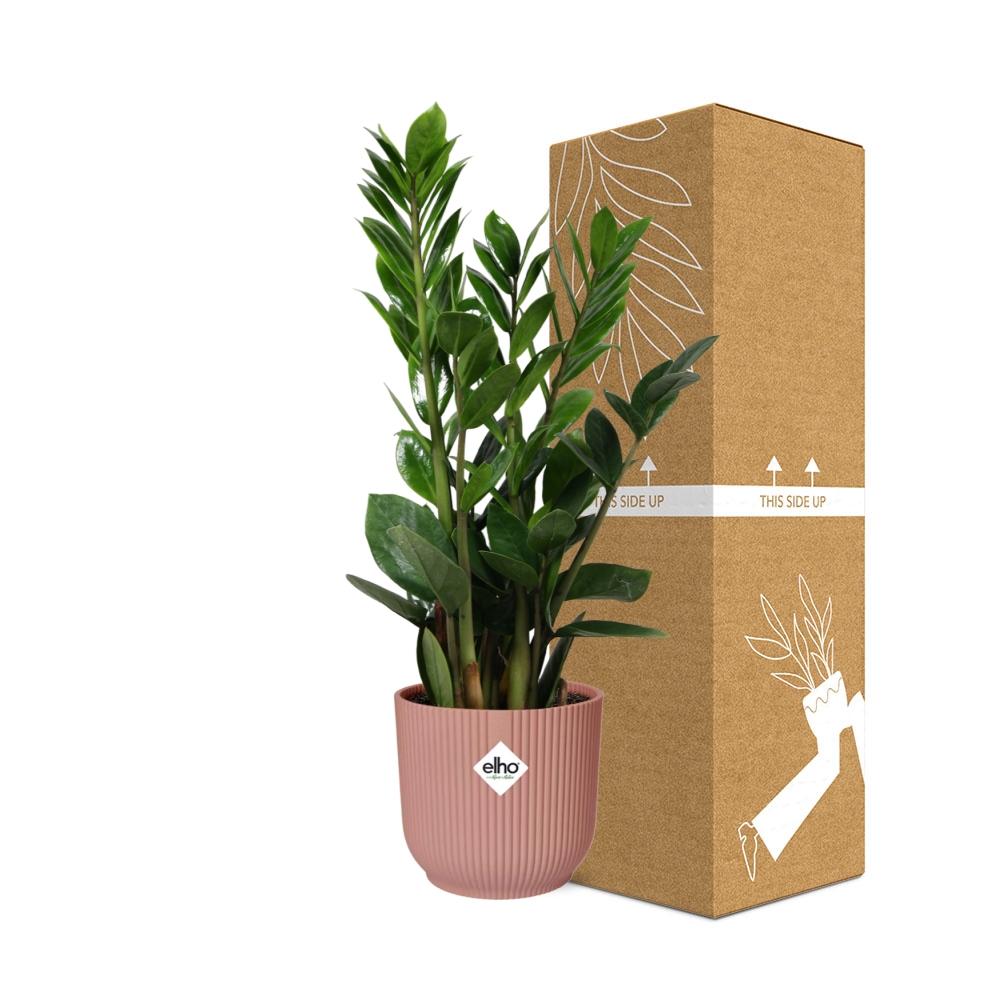 Zamioculcas – Height 45-50 in ELHO Vibes Fold 14cm pink