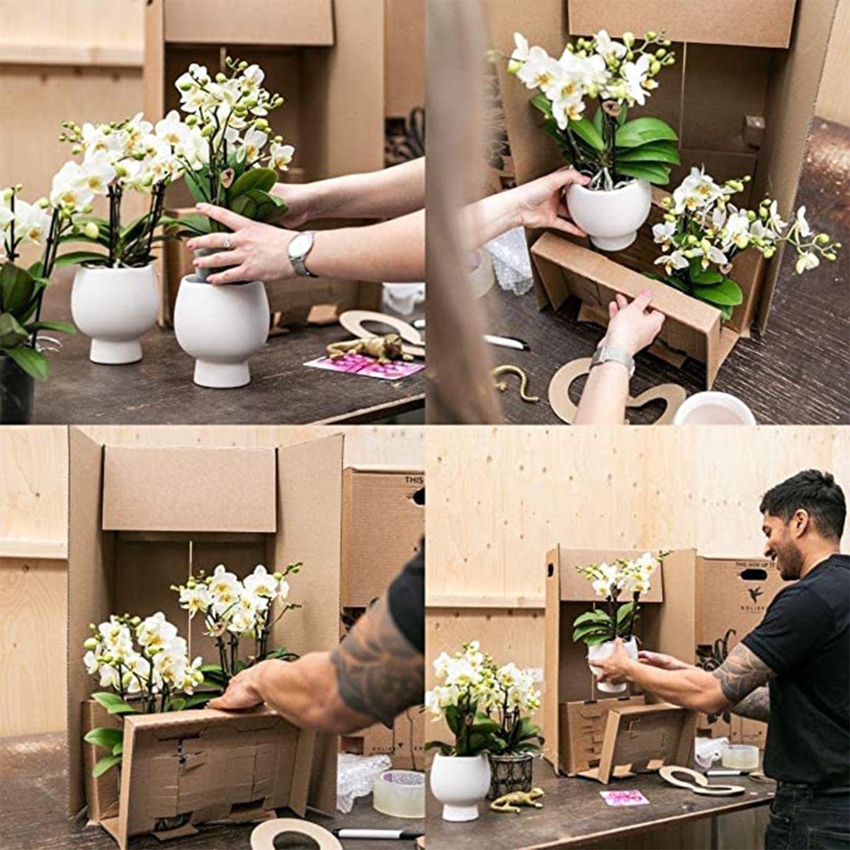 Surprise box mix - plant advantage box - surprise box with 4 different orchids ø9cm