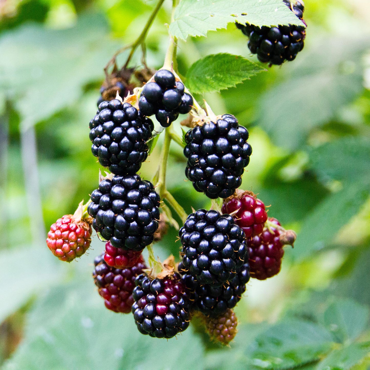 Green boutiQ - Fruitplant - Braam - Rubus fruticosus Triple Crown - Zwarte Braam - Doornloos - 2 planten - Pot 11cm Hoogte 40cm