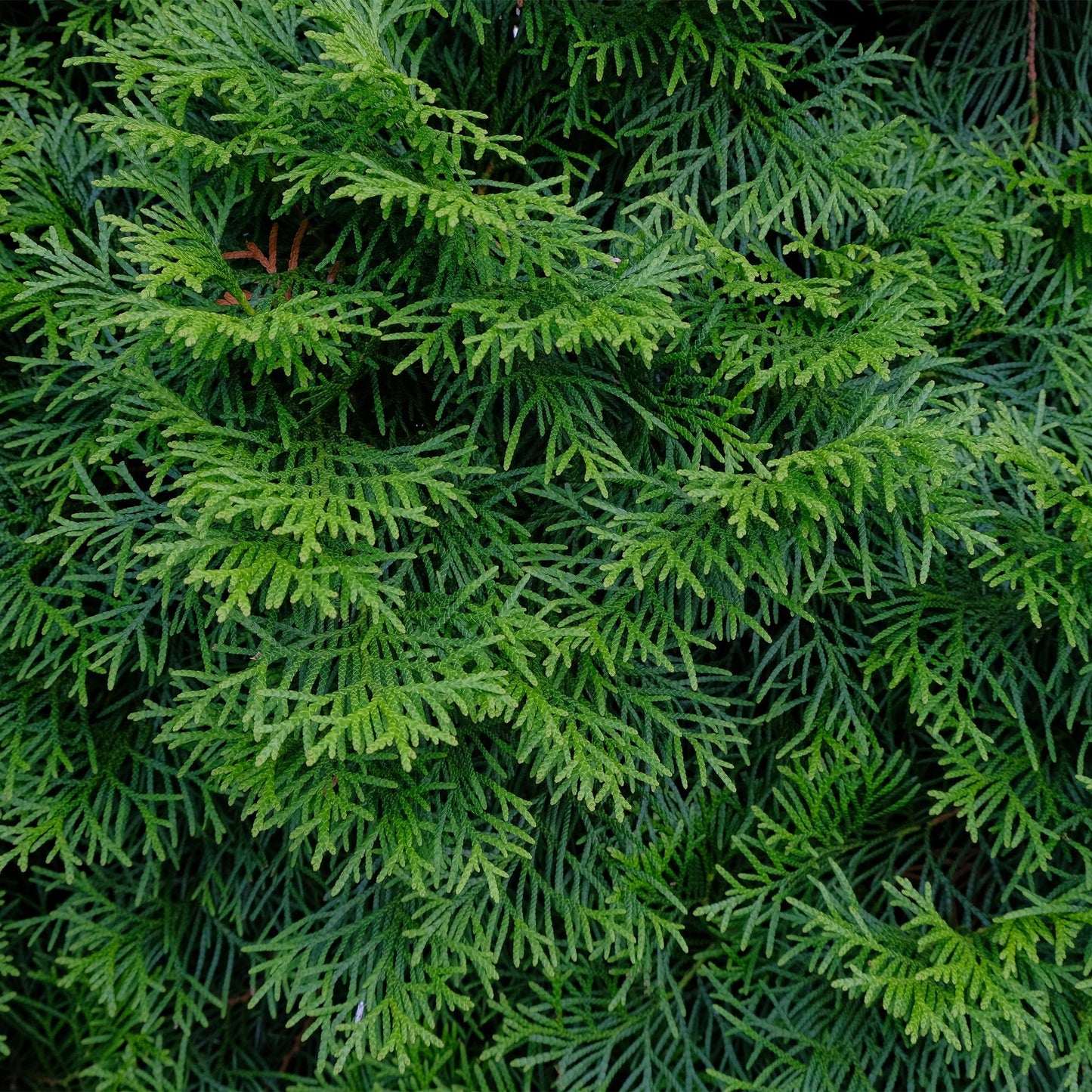 Green boutiQ - Hedge plants - Thuja occidentalis Smaragd - leaf green - 8 plants - 1 linear meter - evergreen - pot 9cm height 30-35cm