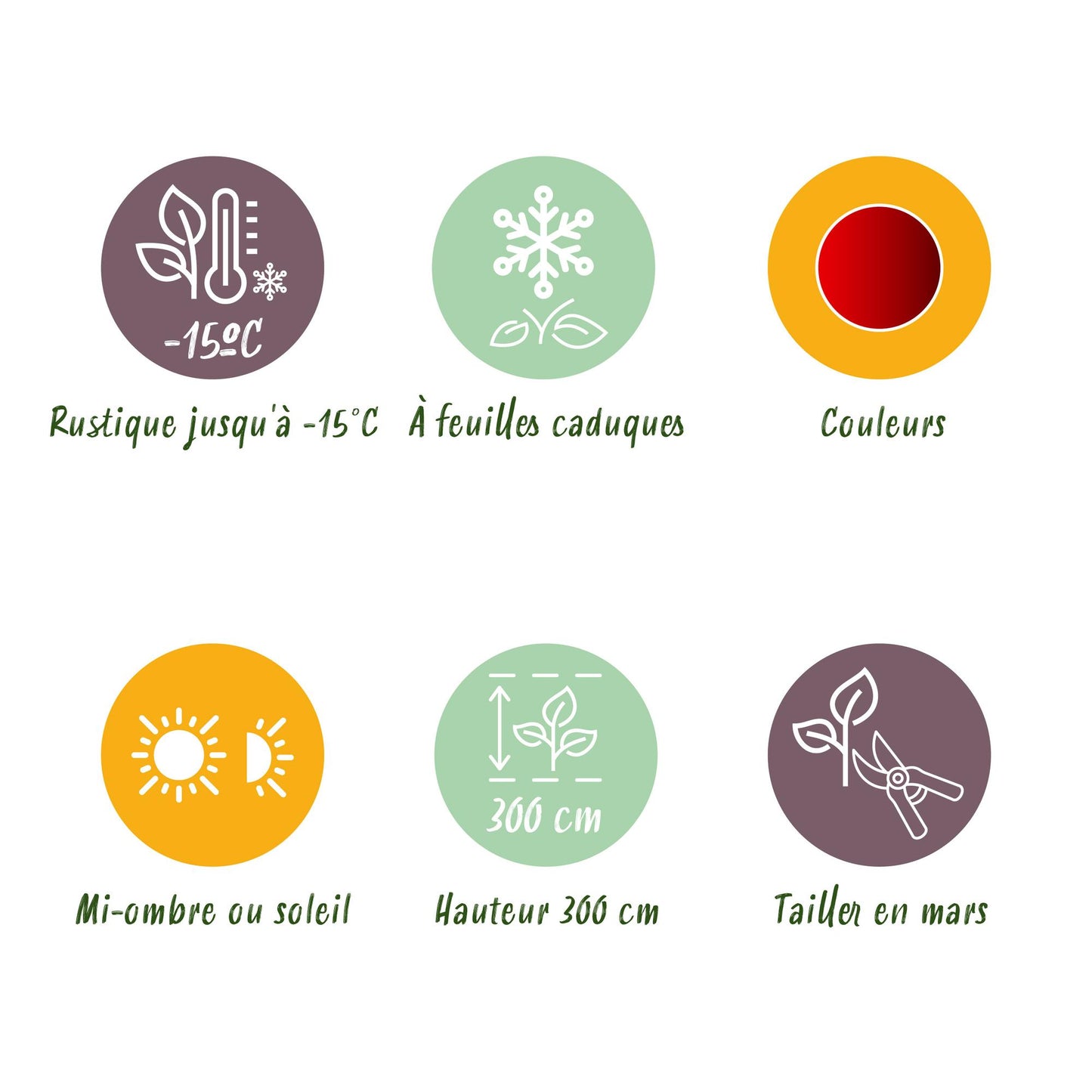 Green boutiQ - Terrace plant - Japanese Maple - Acer palmatum Sumi-nagashi - Red - 2 Plants - Deciduous - Pot 19cm Height 70cm