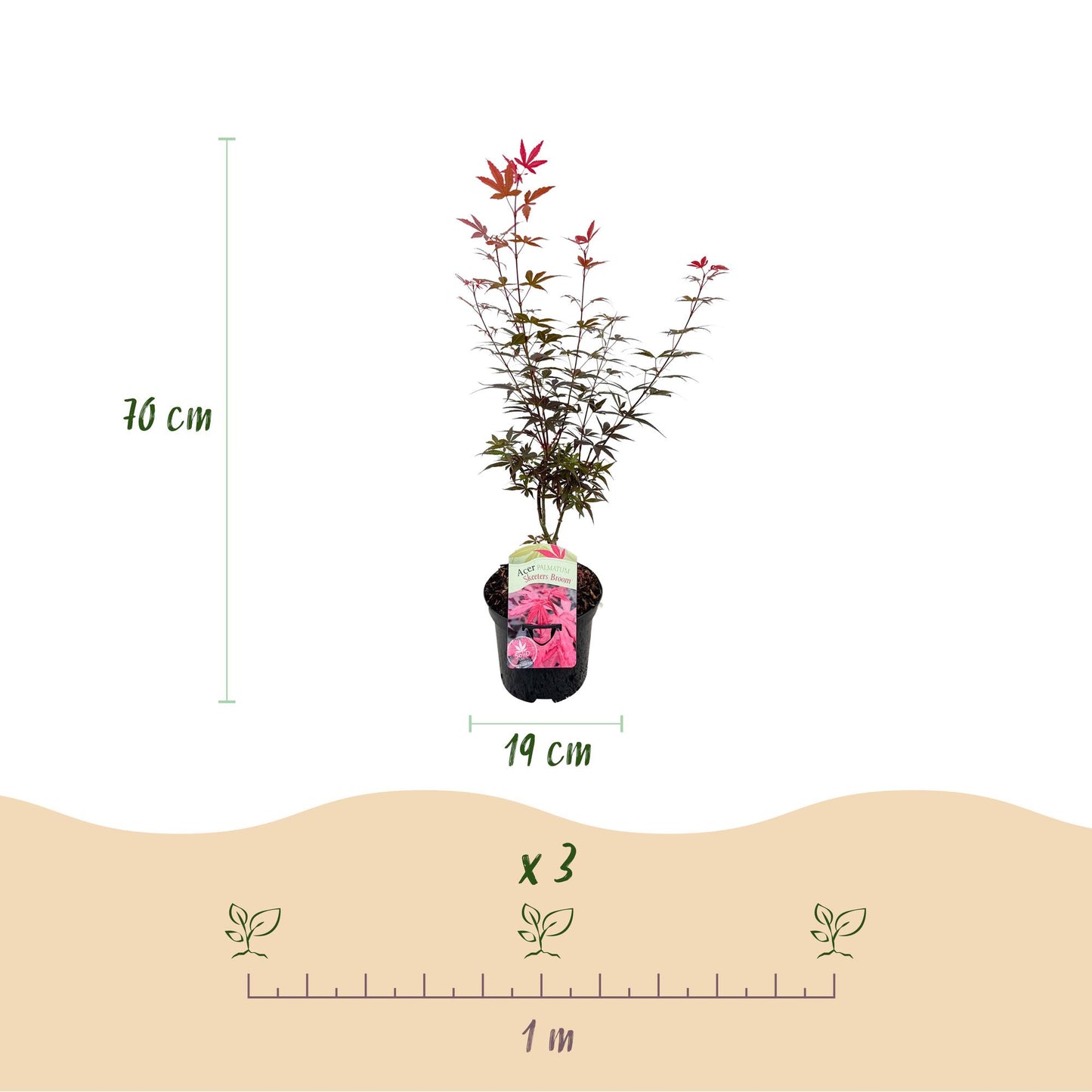 Green boutiQ - Patio plant - Japanese Maple - Acer palmatum Skeetsers Broom - Purple - 1 Plant - Deciduous - Pot 19cm Height 70cm