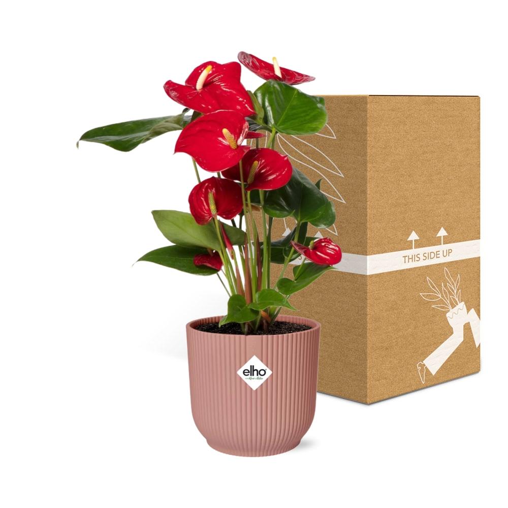 Anthurium Red 12cm in ELHO Vibes Fold 14cm pink
