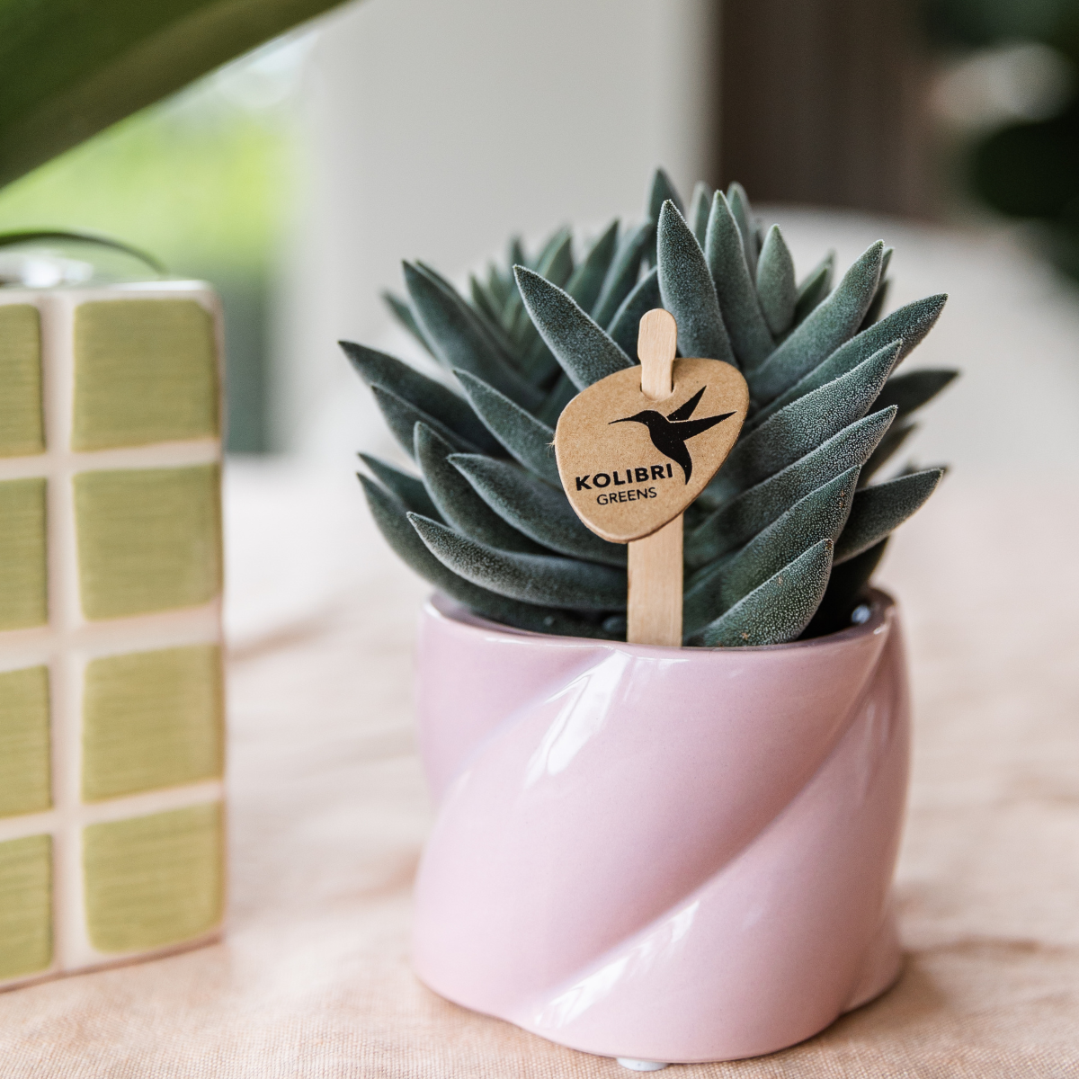 Hummingbird Greens | Green plant - Succulent Tarantula - green houseplant - fresh from the grower - Ø6cm