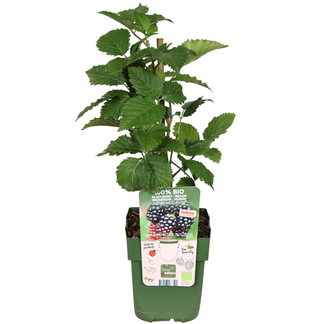3 x Organic blackberry plants - Ø 13 cm - ↨ 20 cm