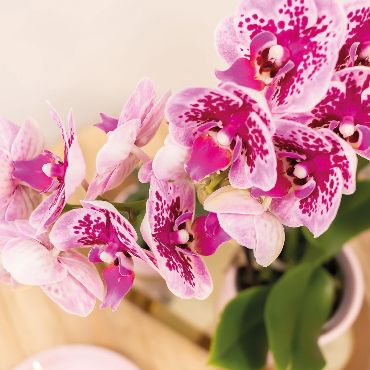 Kolibri Orchids | COMBI DEAL of 4 pink purple phalaenopsis orchids - El Salvador - pot size Ø9cm | flowering houseplant - fresh from the grower