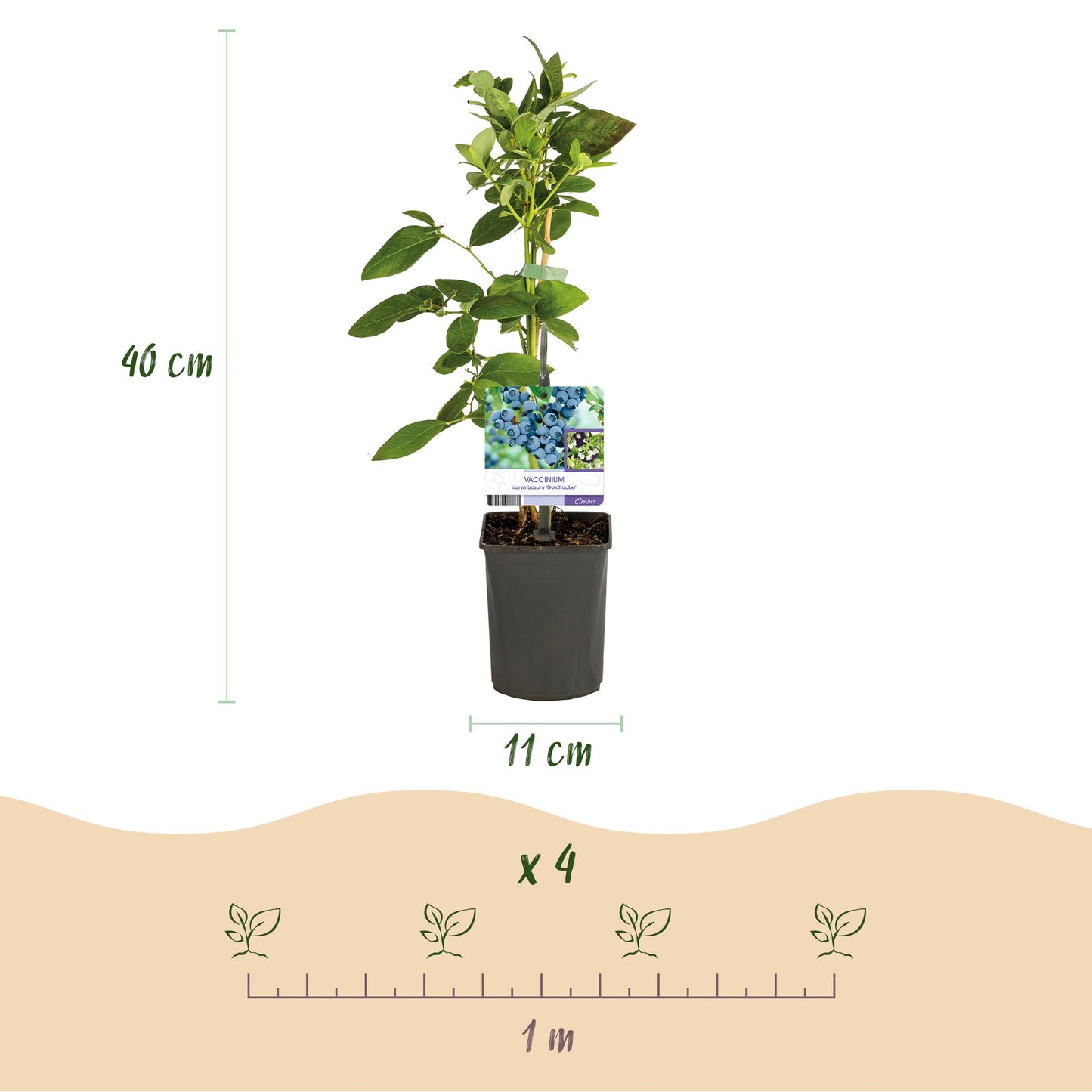 Green boutiQ - Fruit plant - Blueberry - Vaccinium corymbosum Goldtraube - Blueberry - Thornless - 2 plants - Pot 11cm Height 40cm