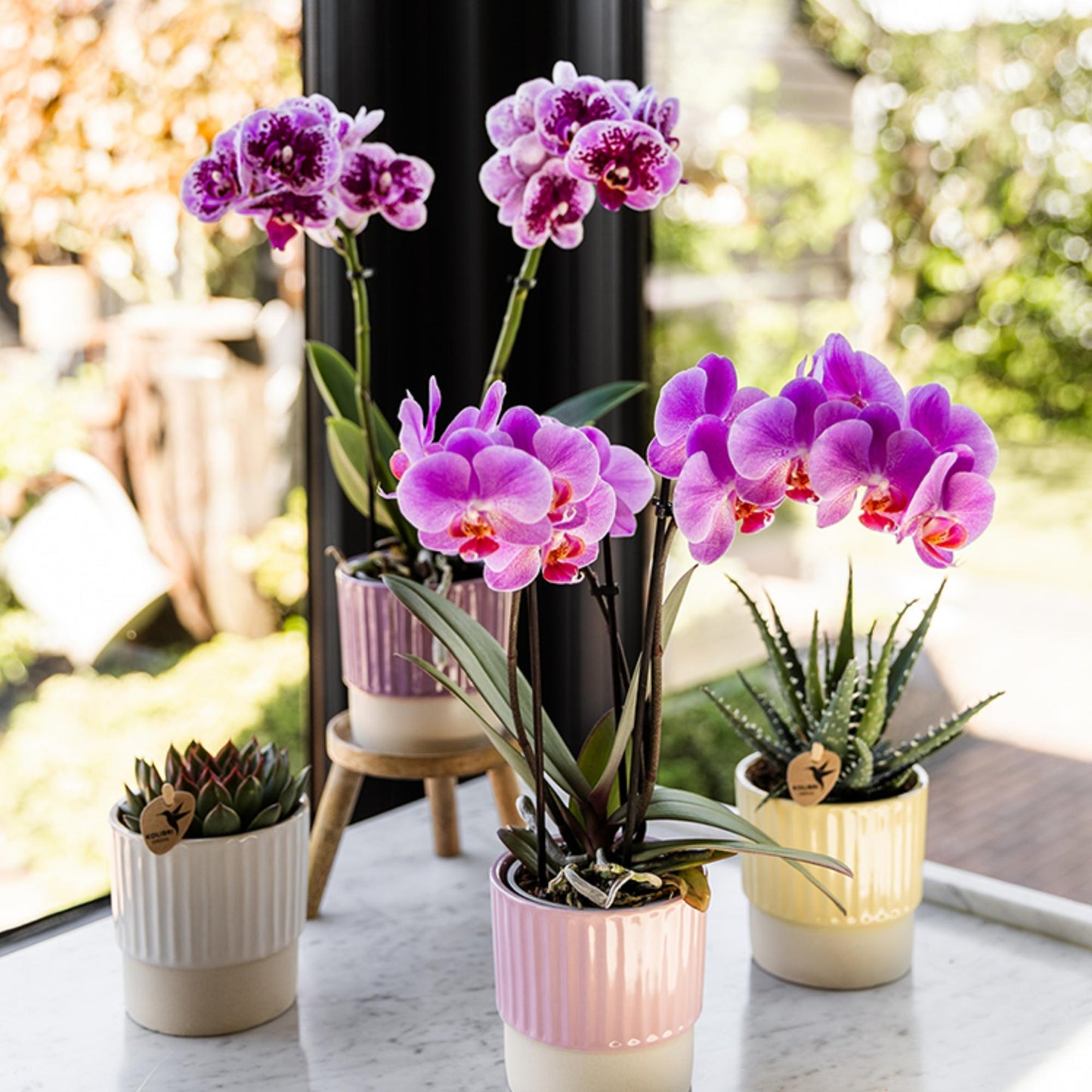 Kolibri Orchids | Pink-purple phalaenopsis orchid pot size Ø9cm | El Salvador | flowering houseplant - fresh from the grower