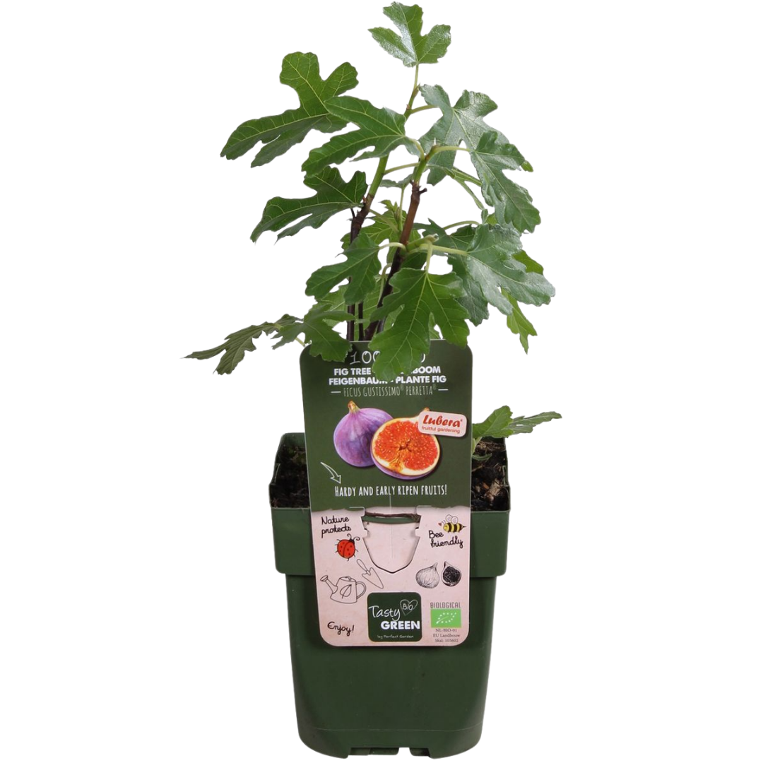 "Sweet harvest trio" BIO Fruit plants mix set of 3 different types