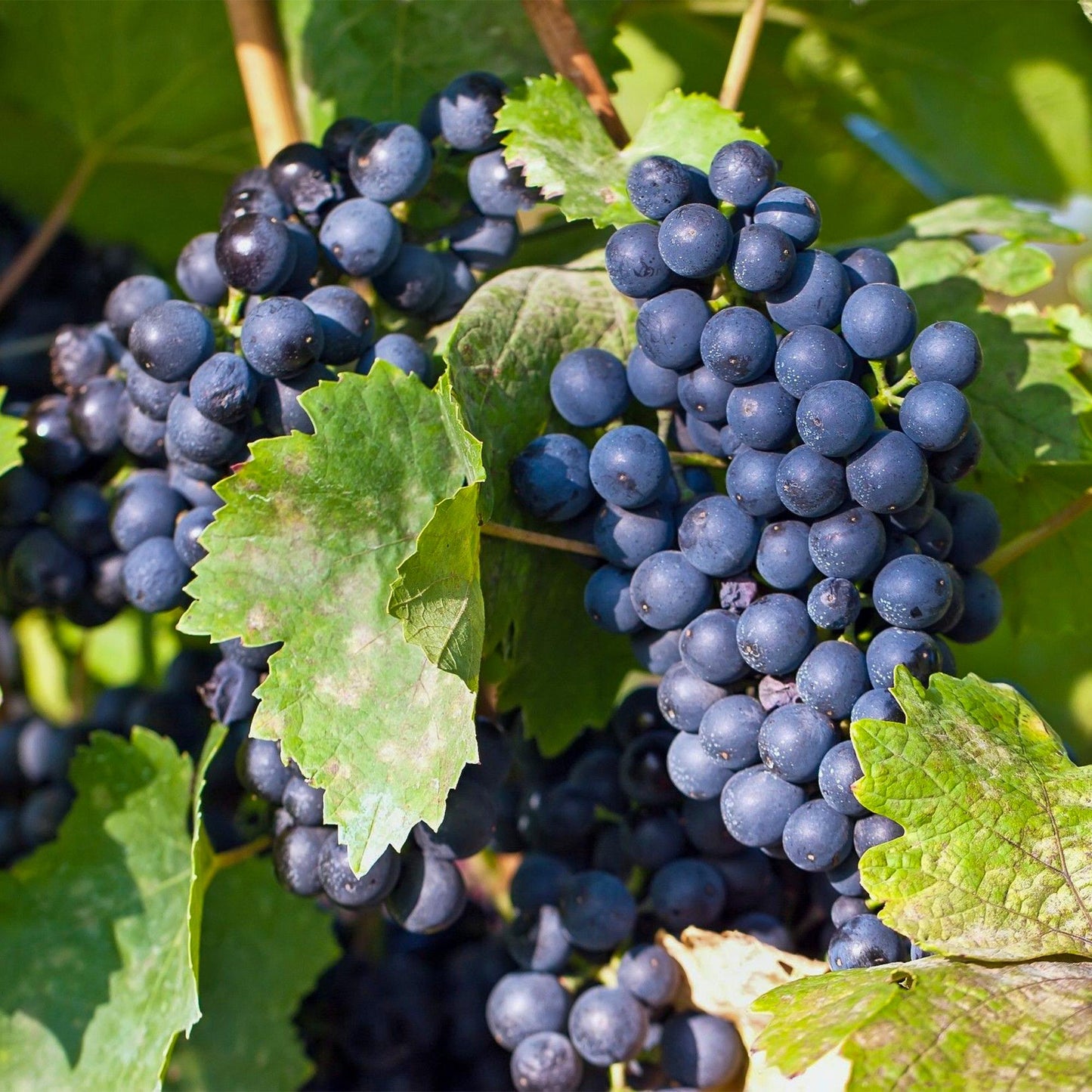Green boutiQ - Fruit plant - Blue Grape - Vitis vinifera Regent - 2 plants - Pot 15cm Height 50cm